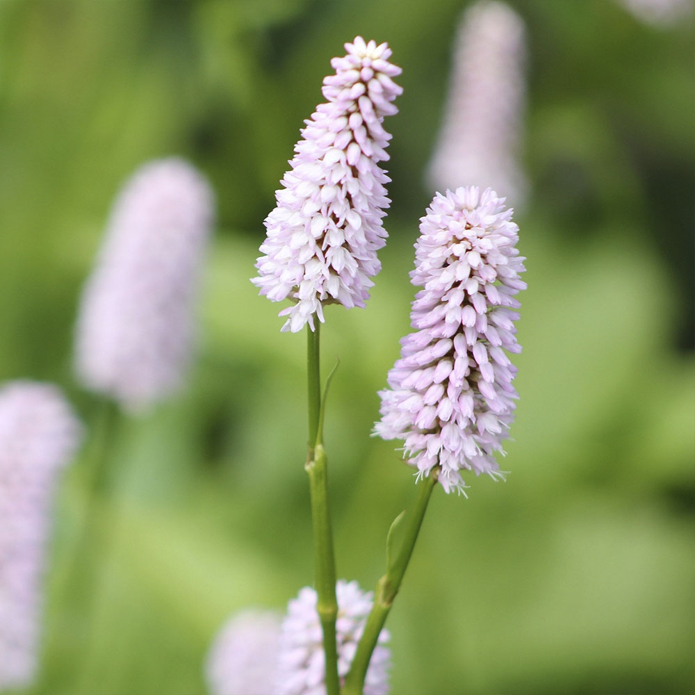 PERSICARIA