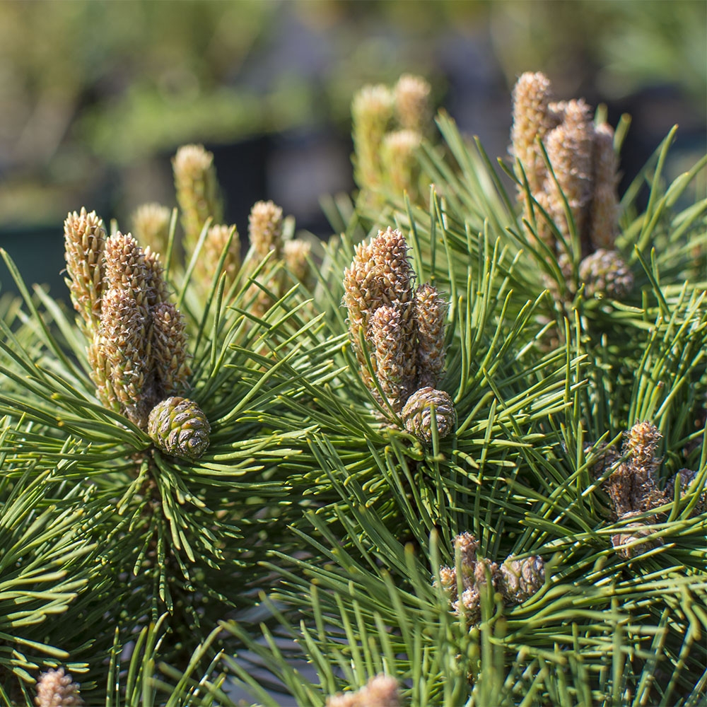 PINUS