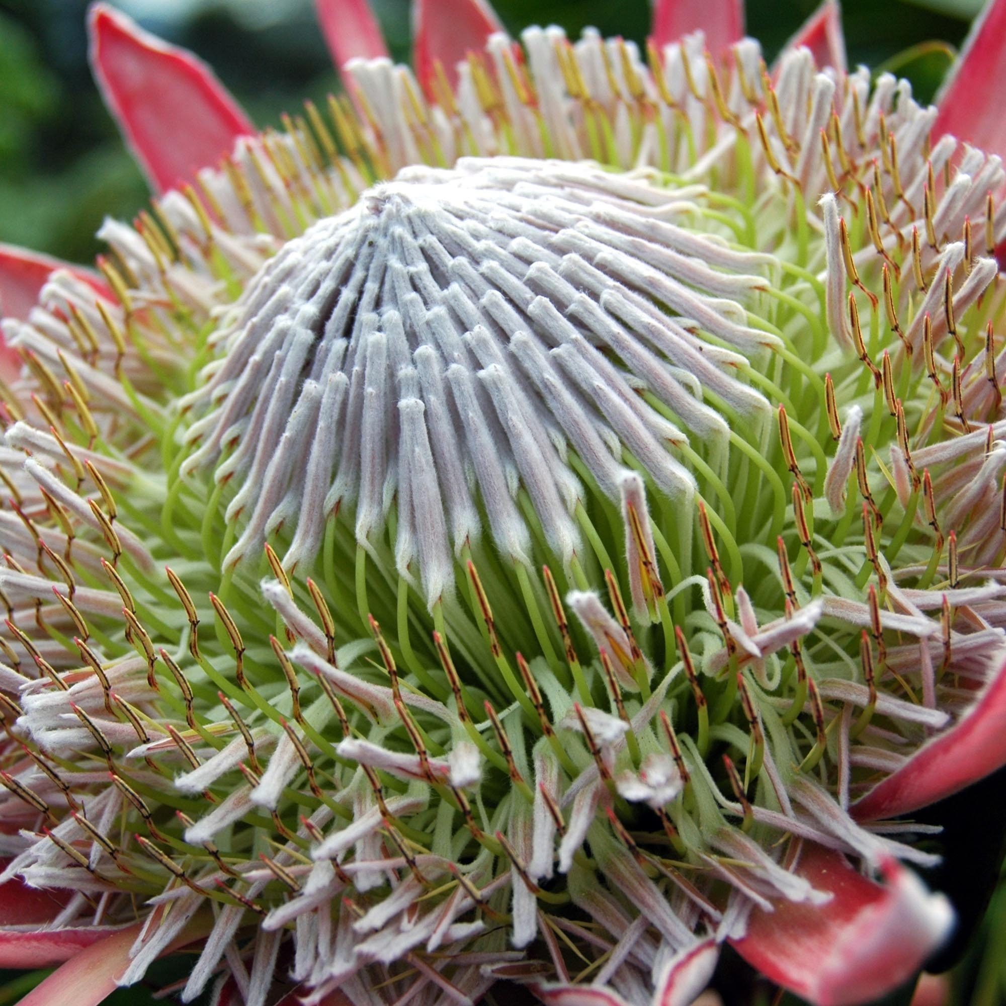 PROTEA