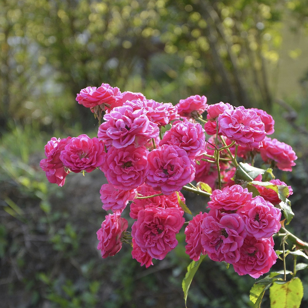 ROSAL