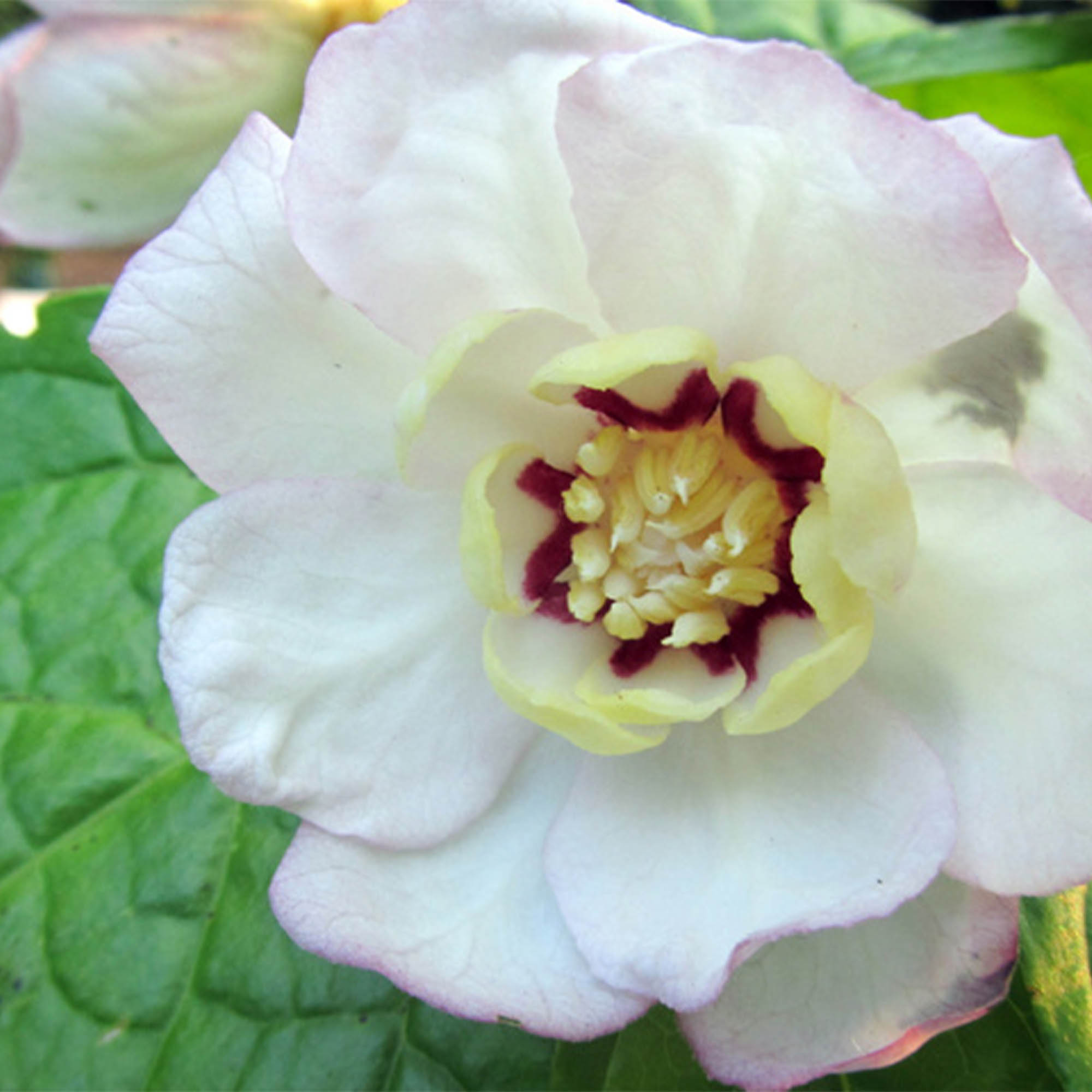 SINOCALYCANTHUS