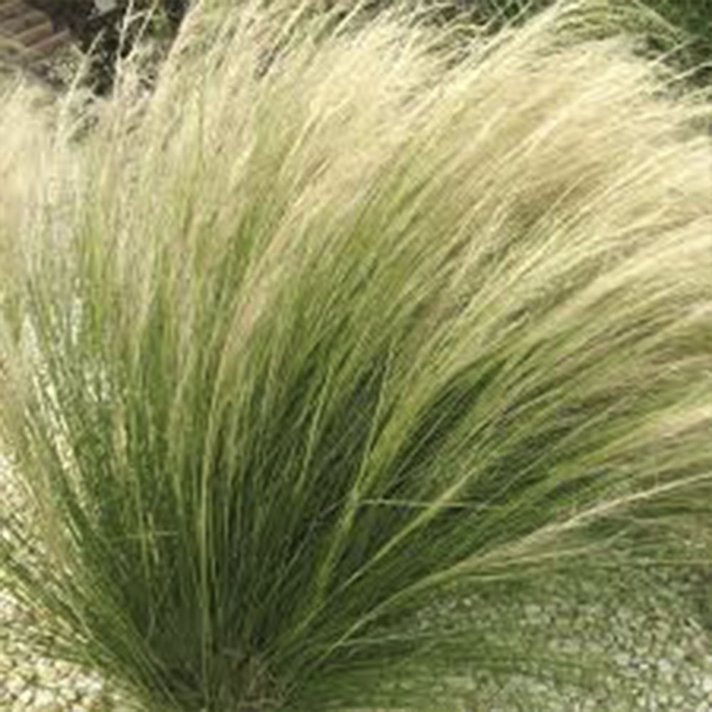 STIPA