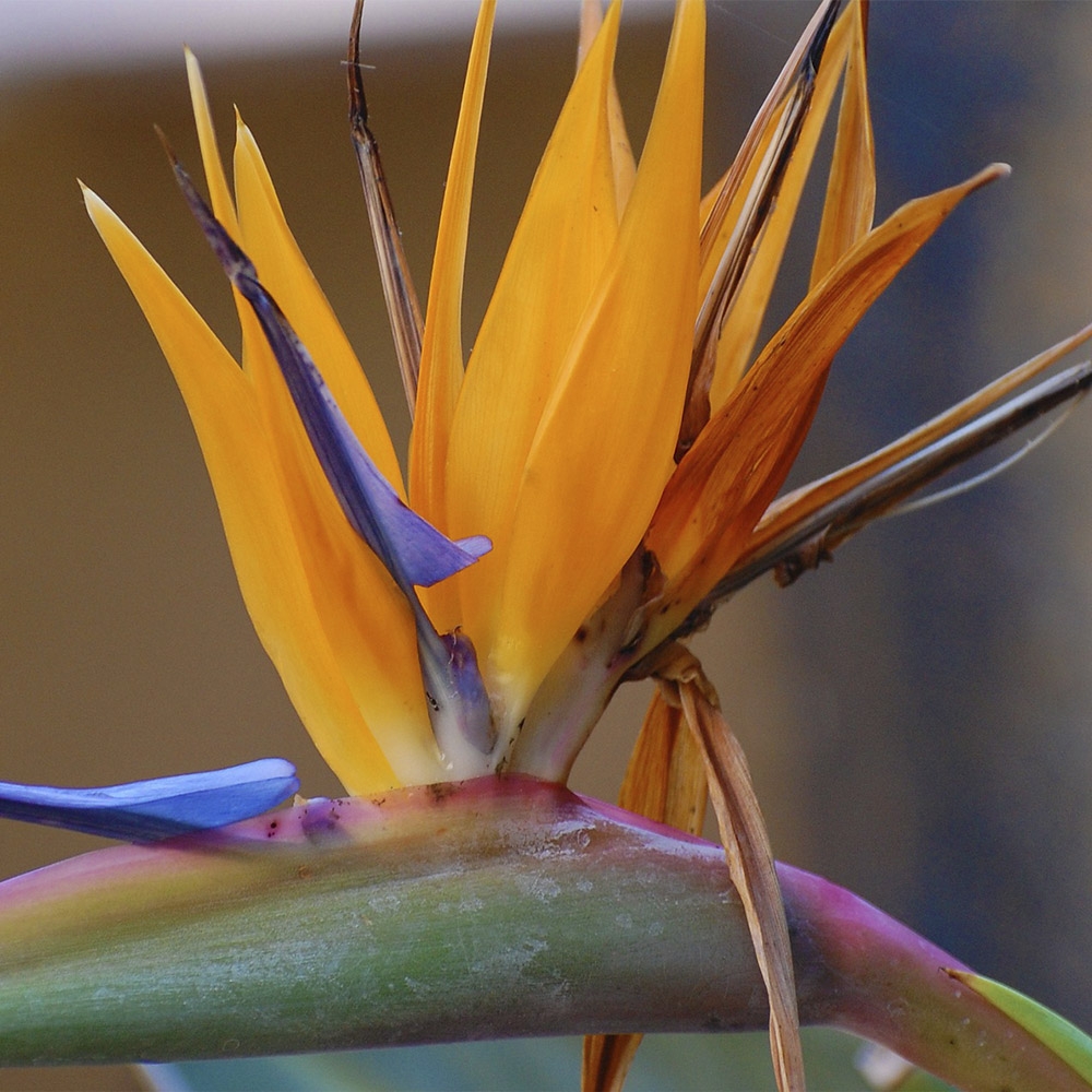 STRELITZIA