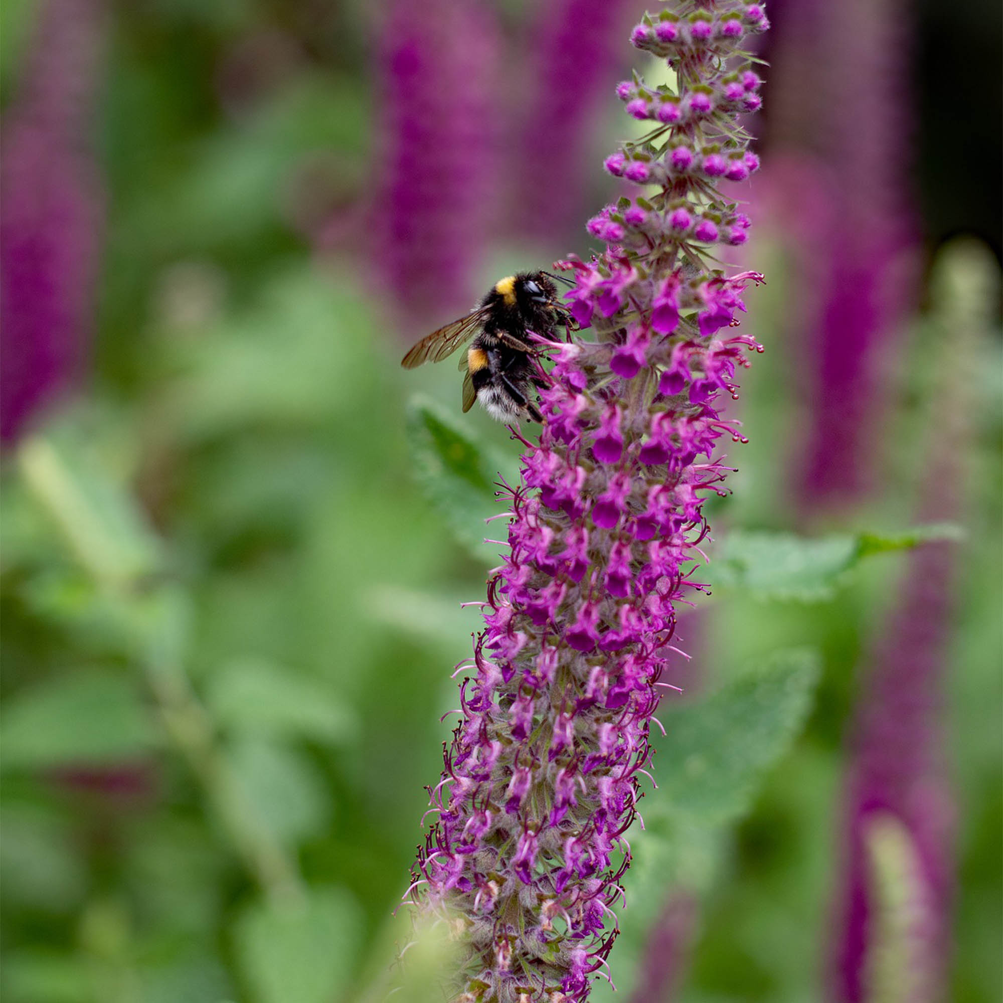 TEUCRIUM