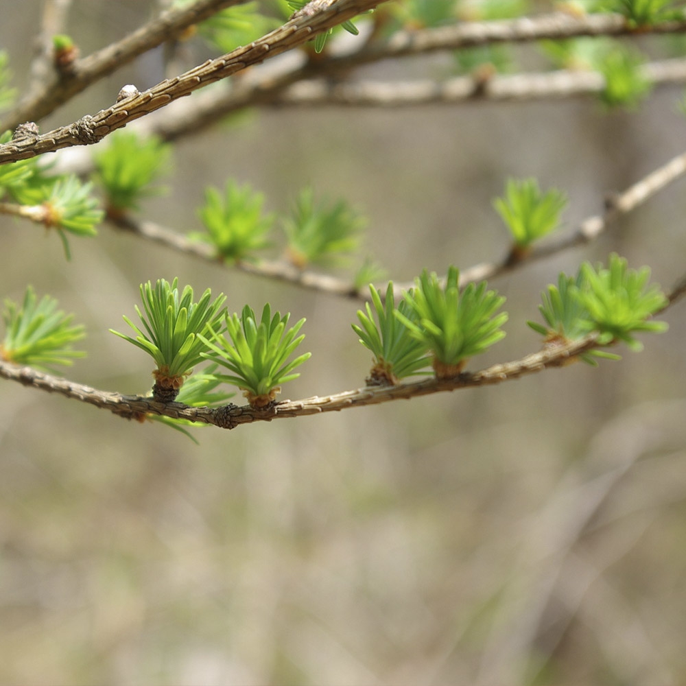 TAXODIUM