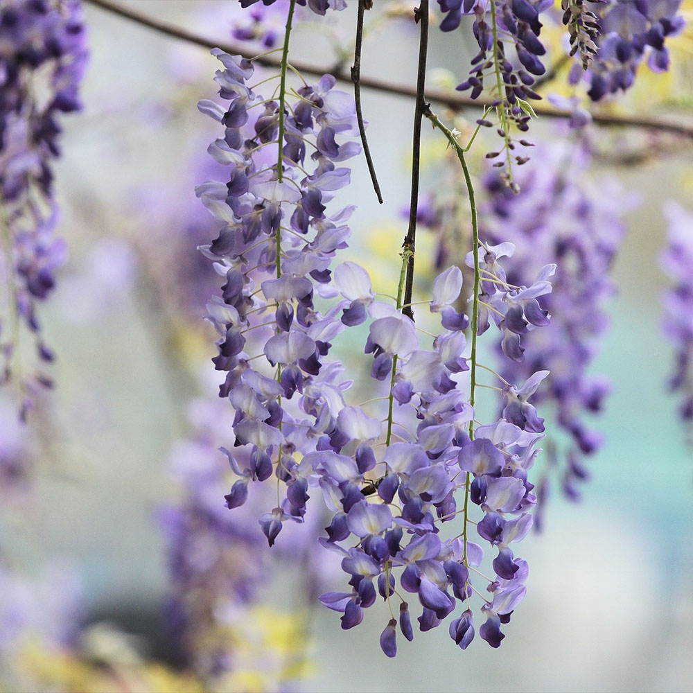 WISTERIA