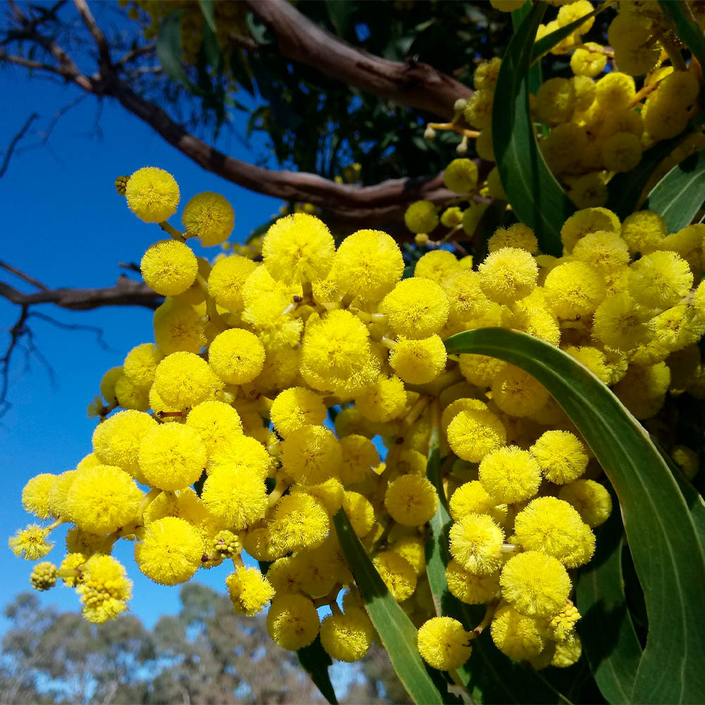 ACACIA