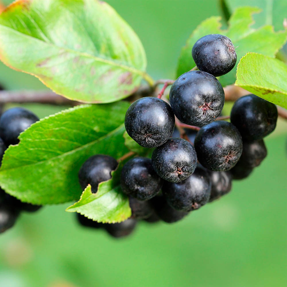 ARONIA