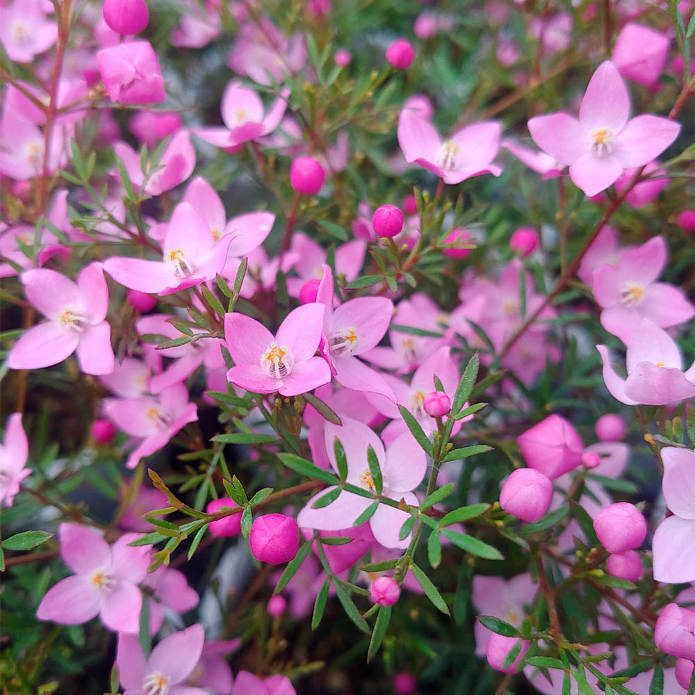 BORONIA