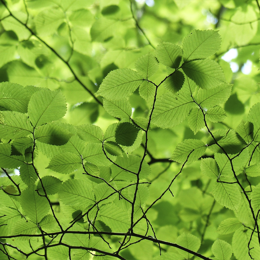 CARPINUS