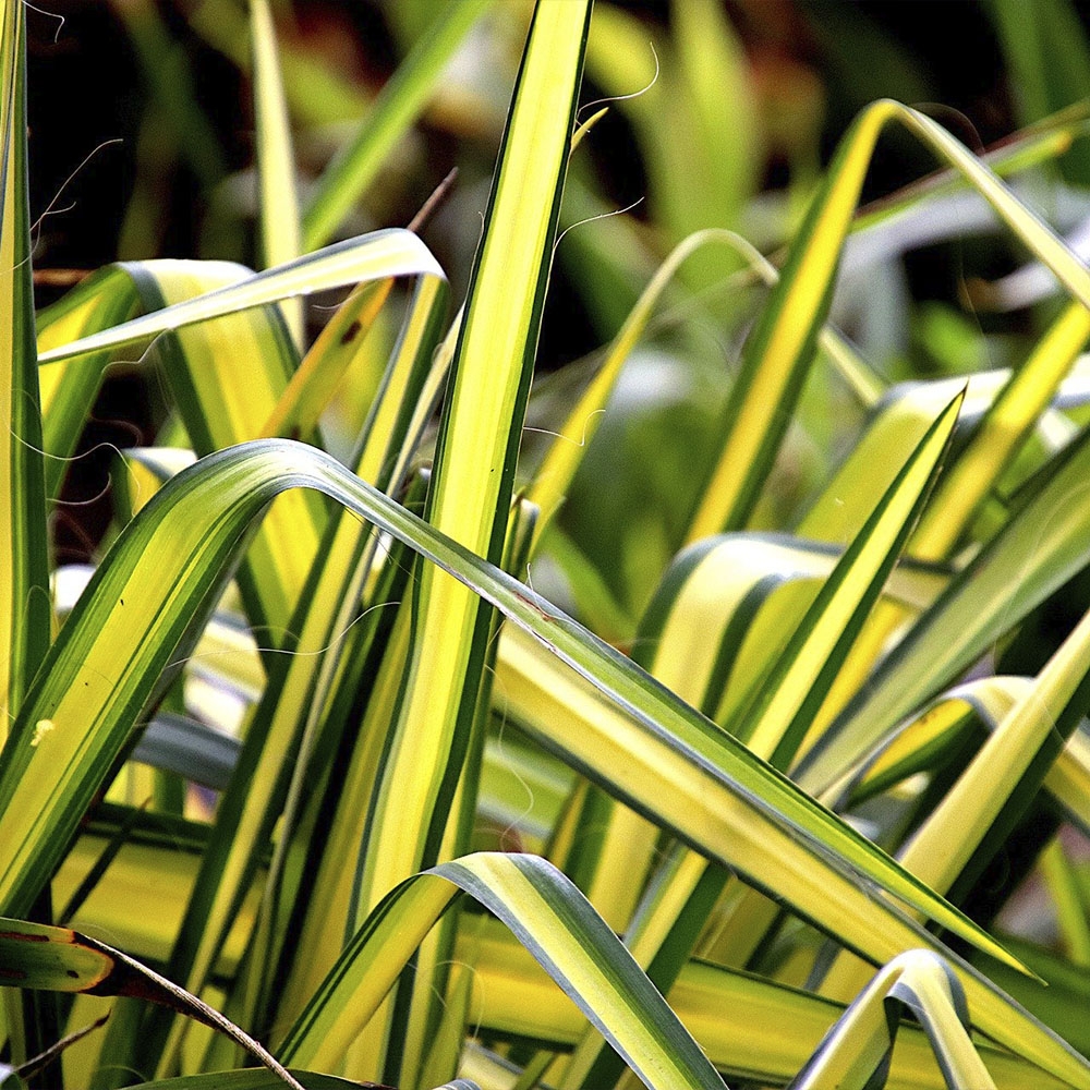 CHLOROPHYTUM