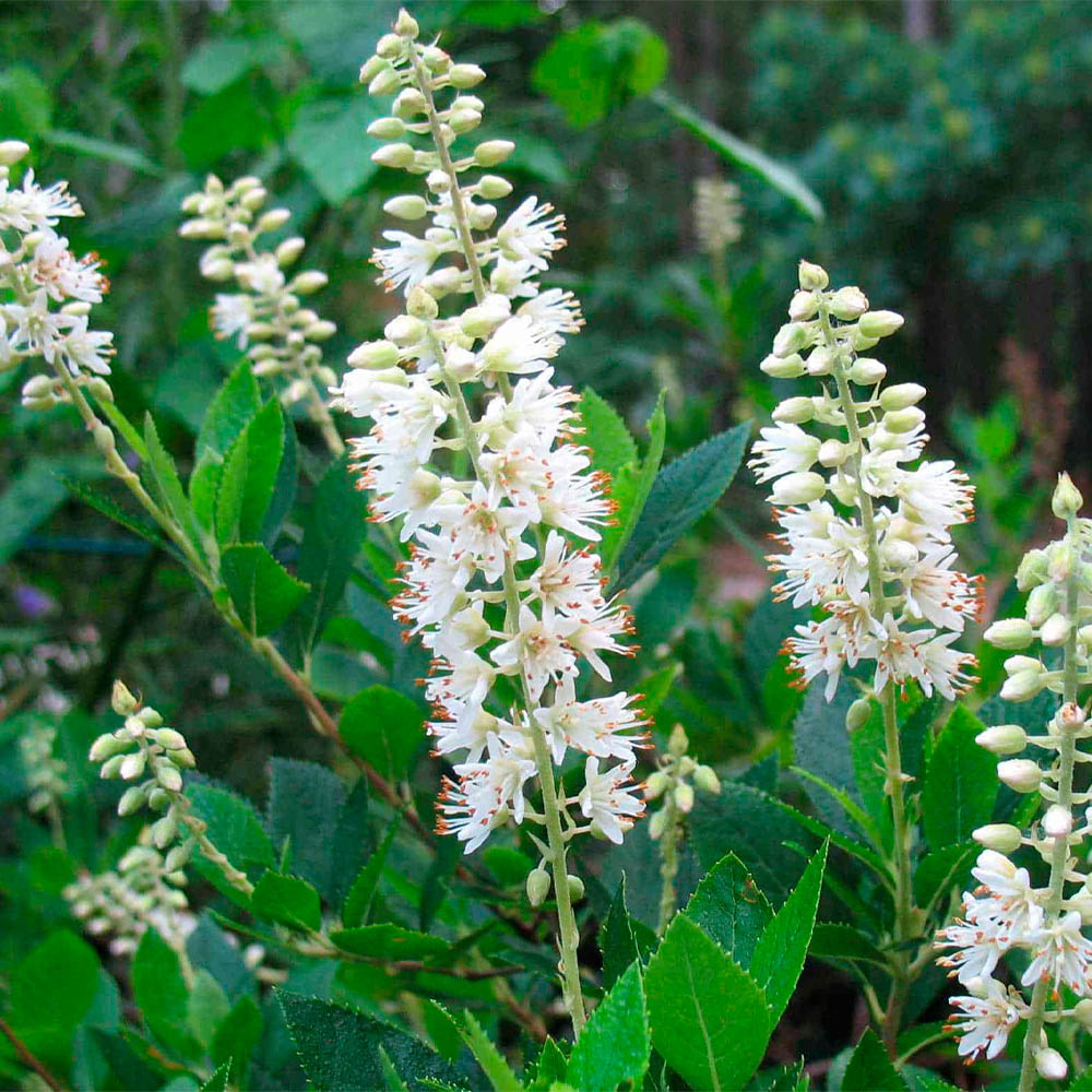 CLETHRA