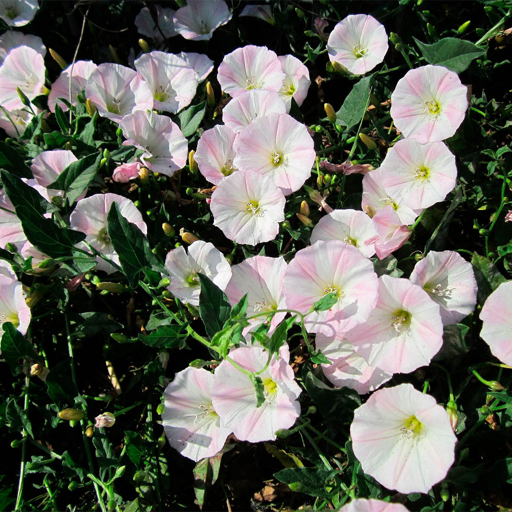 CONVOLVULUS