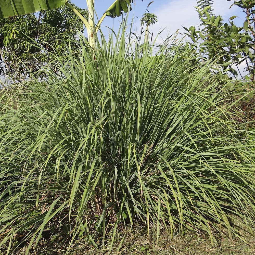 CYMBOPOGON