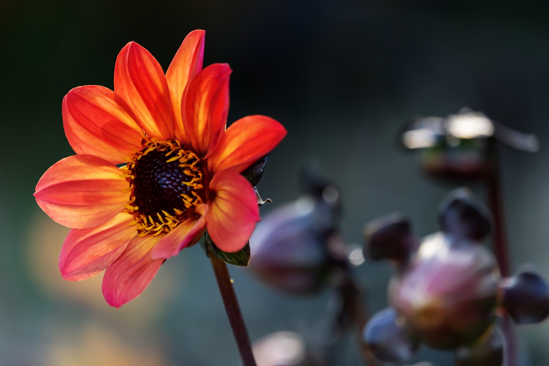 DAHLIA