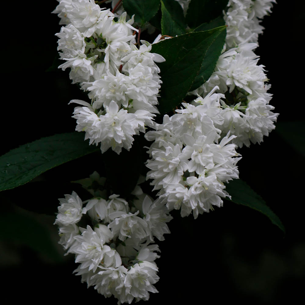 DEUTZIA