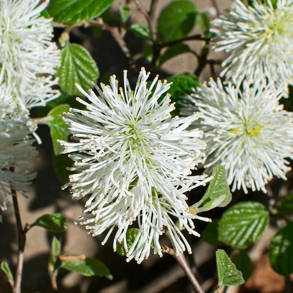 FOTHERGILLA