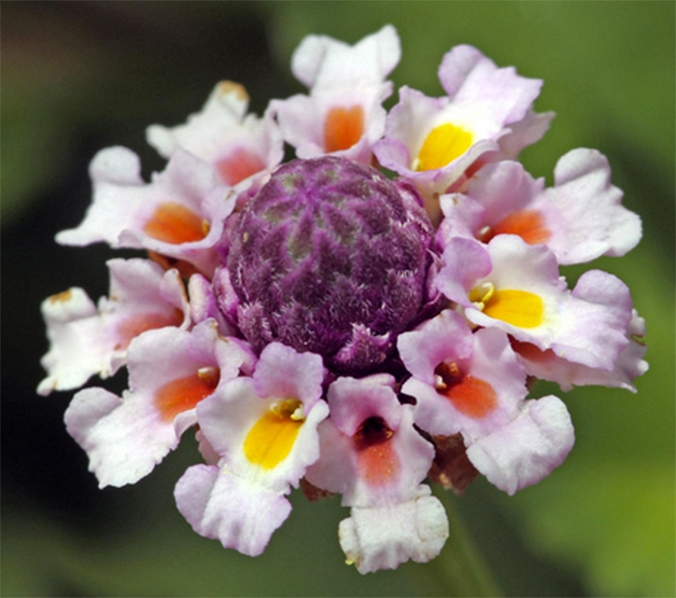 STOKESIA