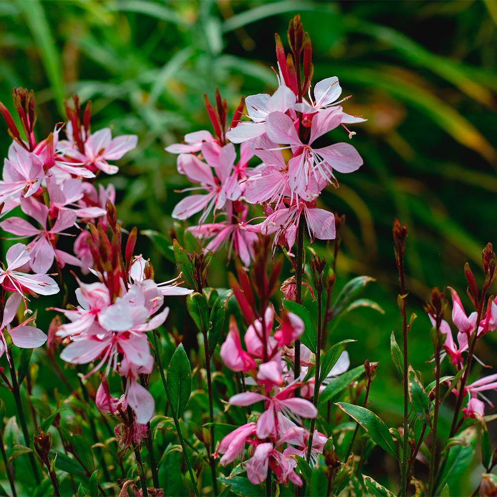 GAURA