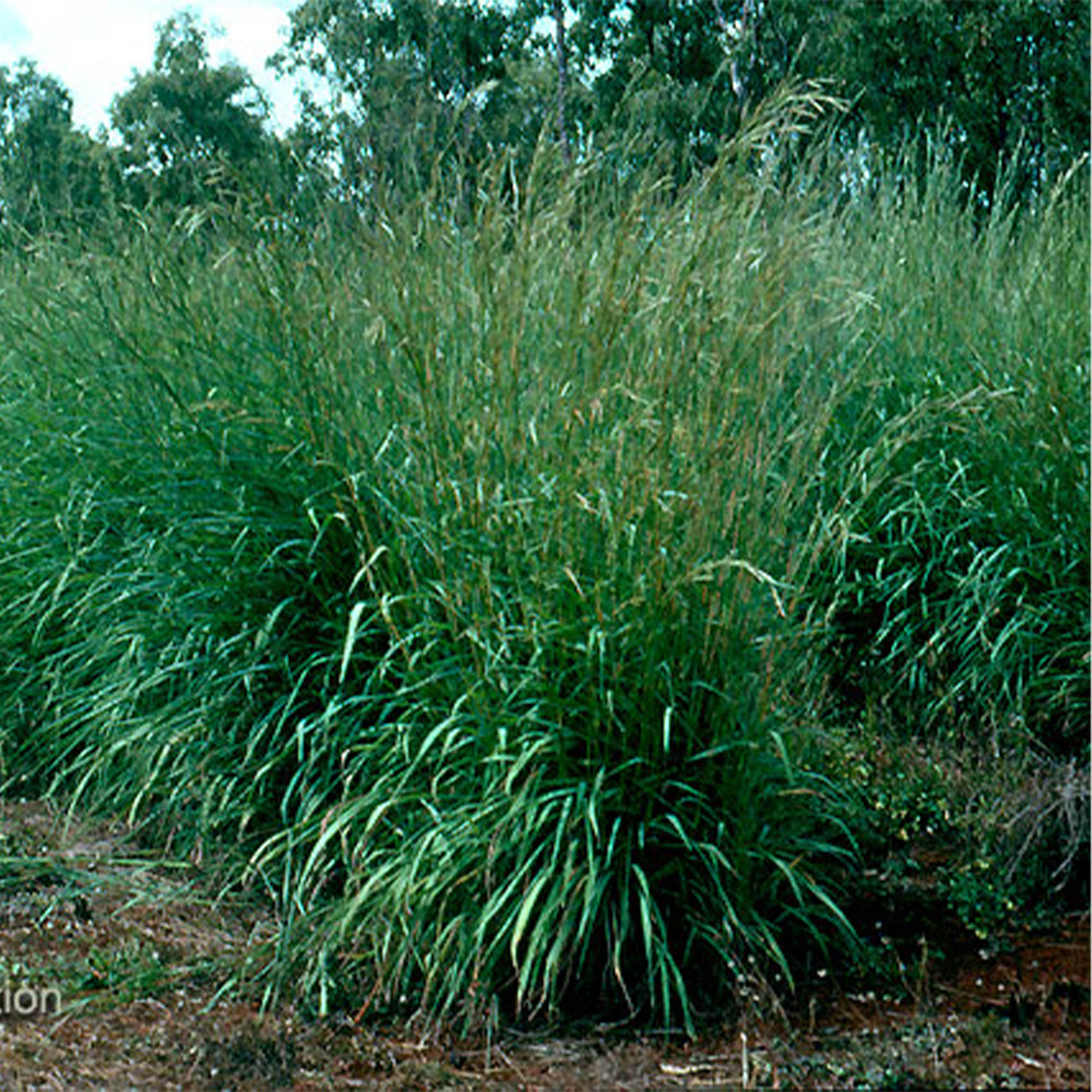 ANDROPOGON