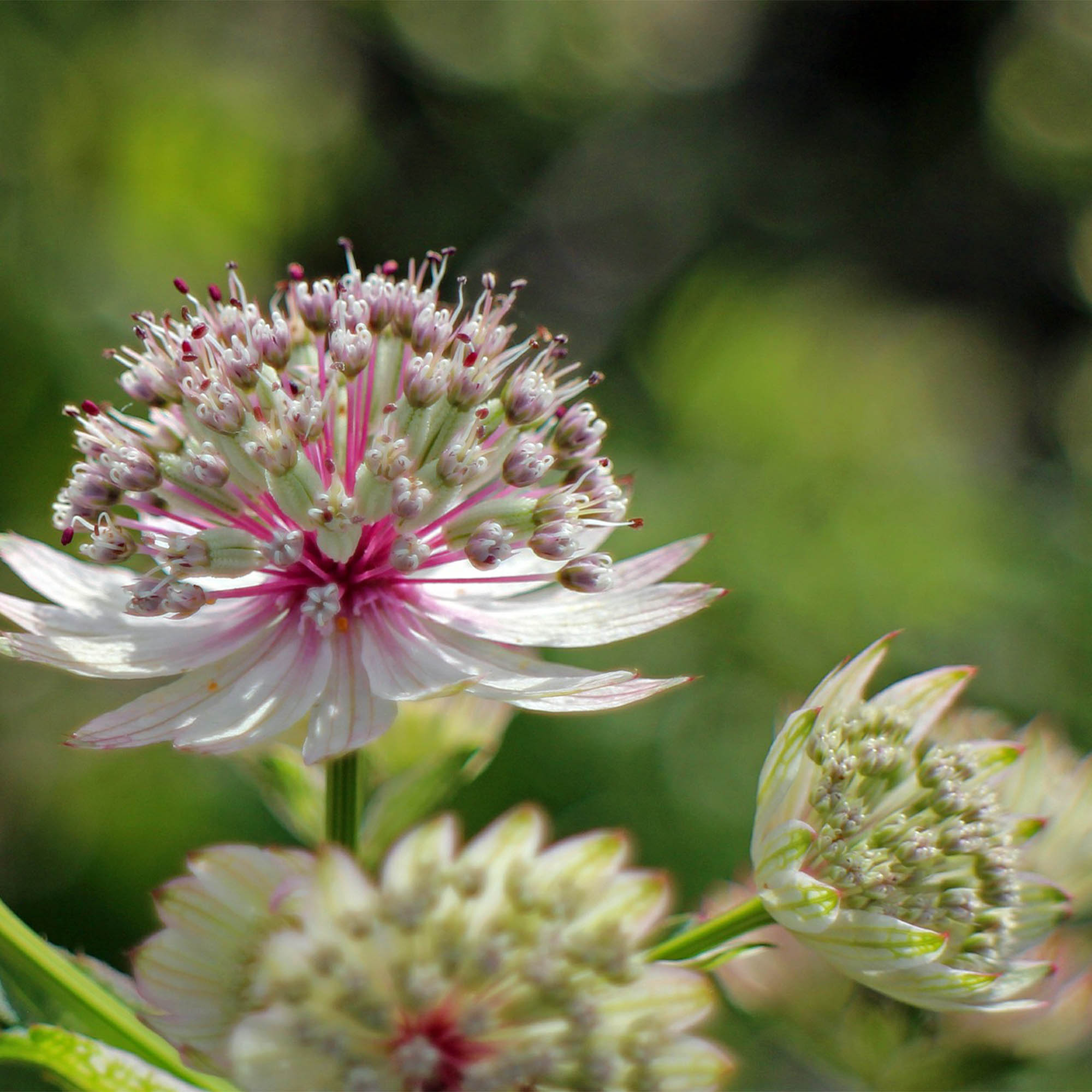 ASTRANTIA