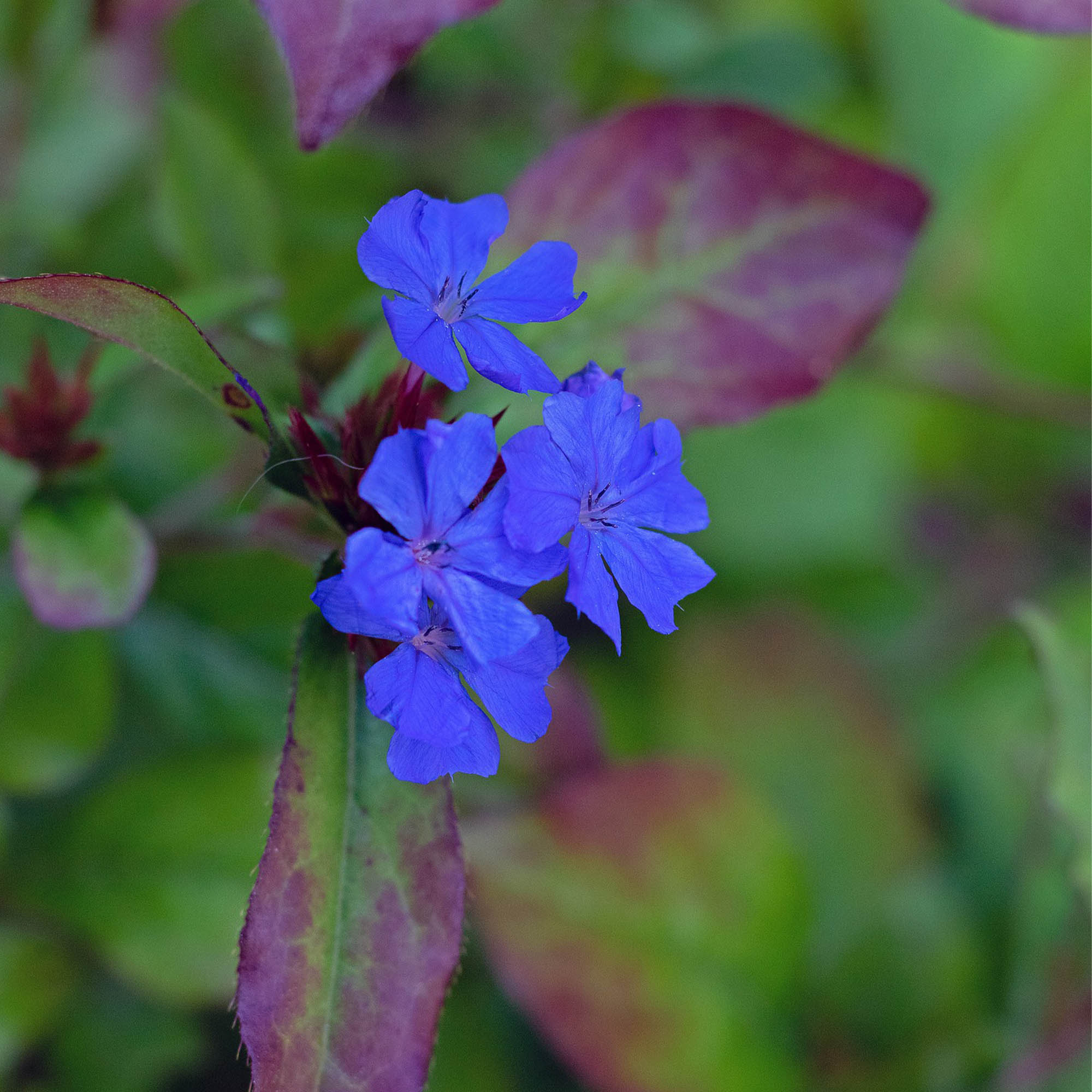 CERATOSTIGMA