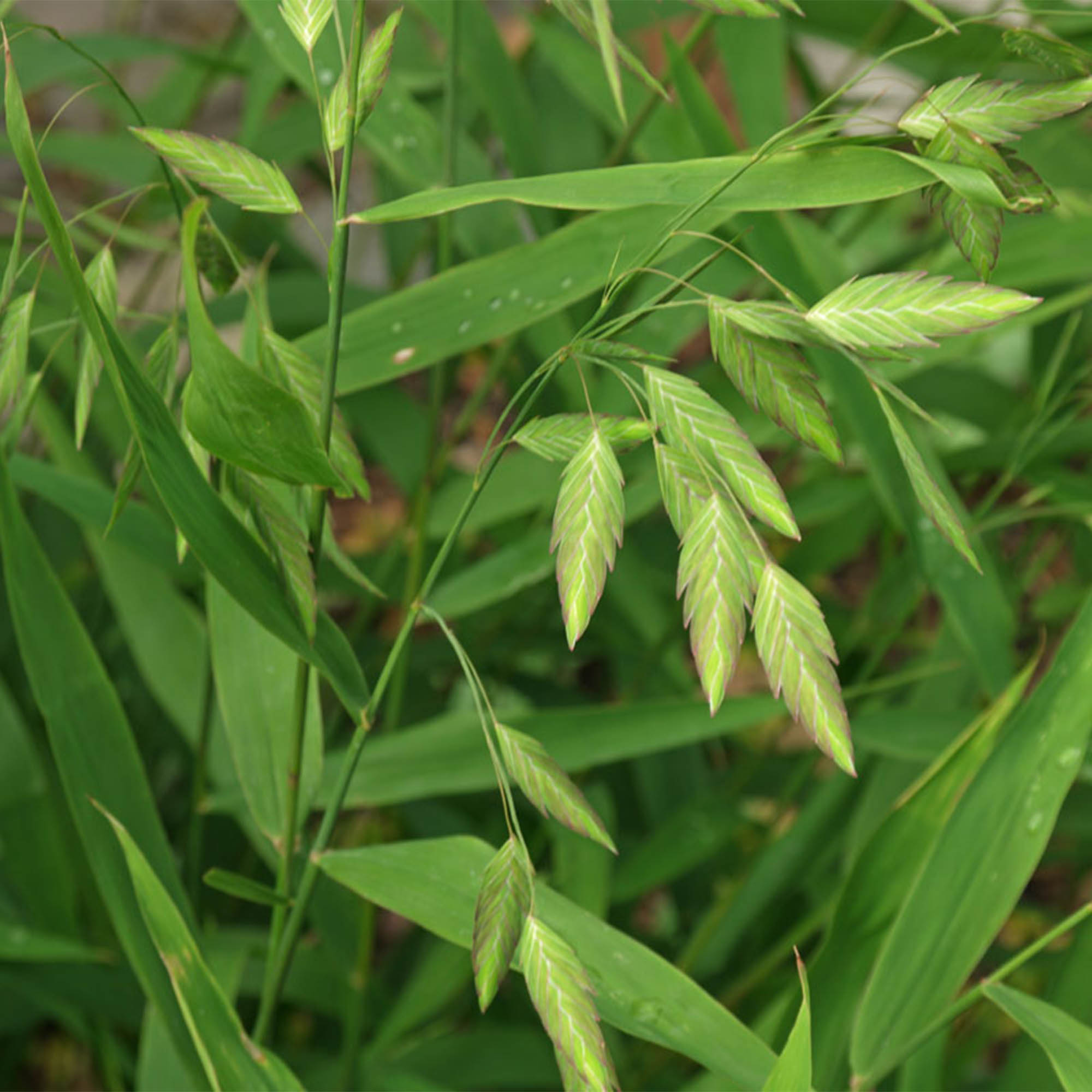 CHASMANTHIUM