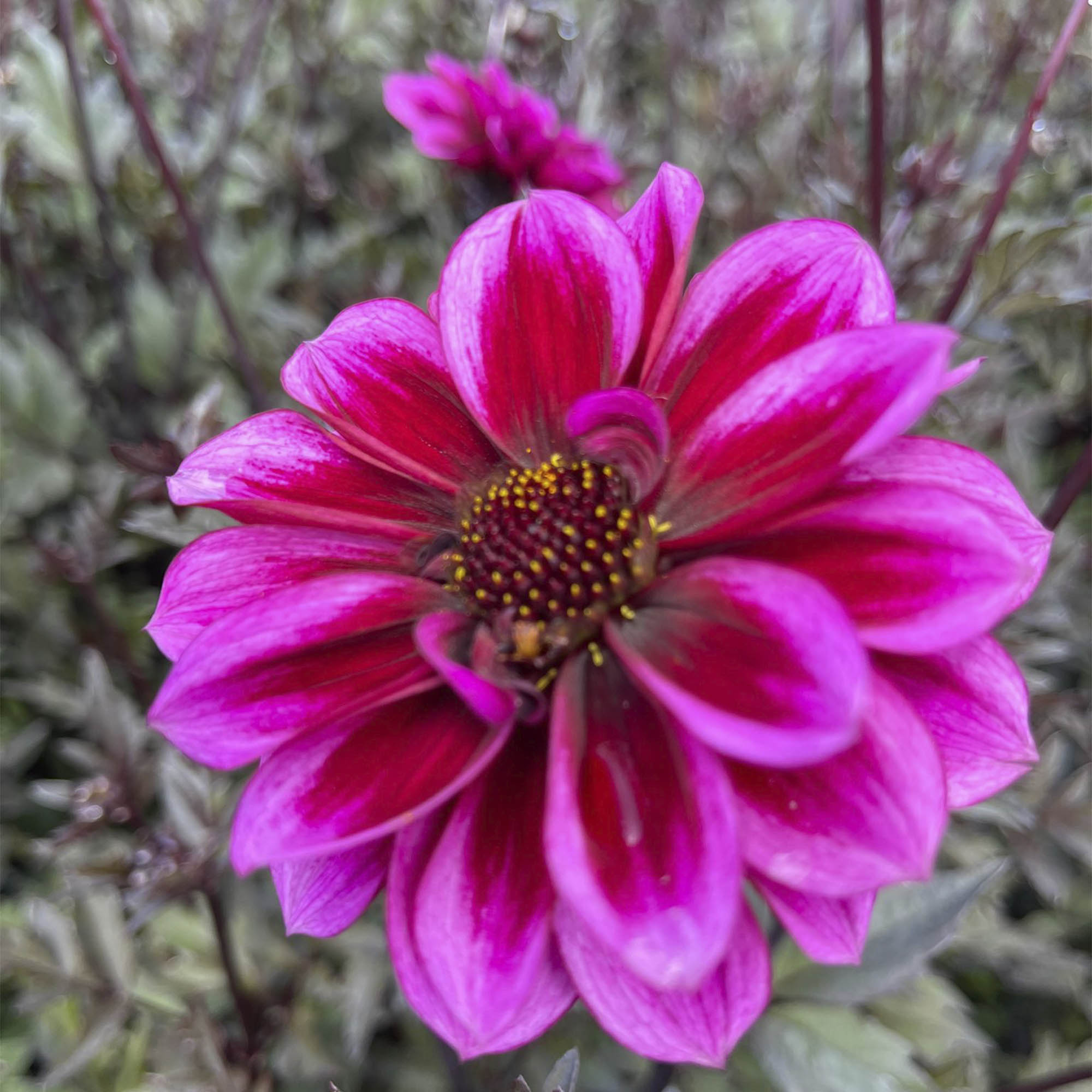 DAHLIA