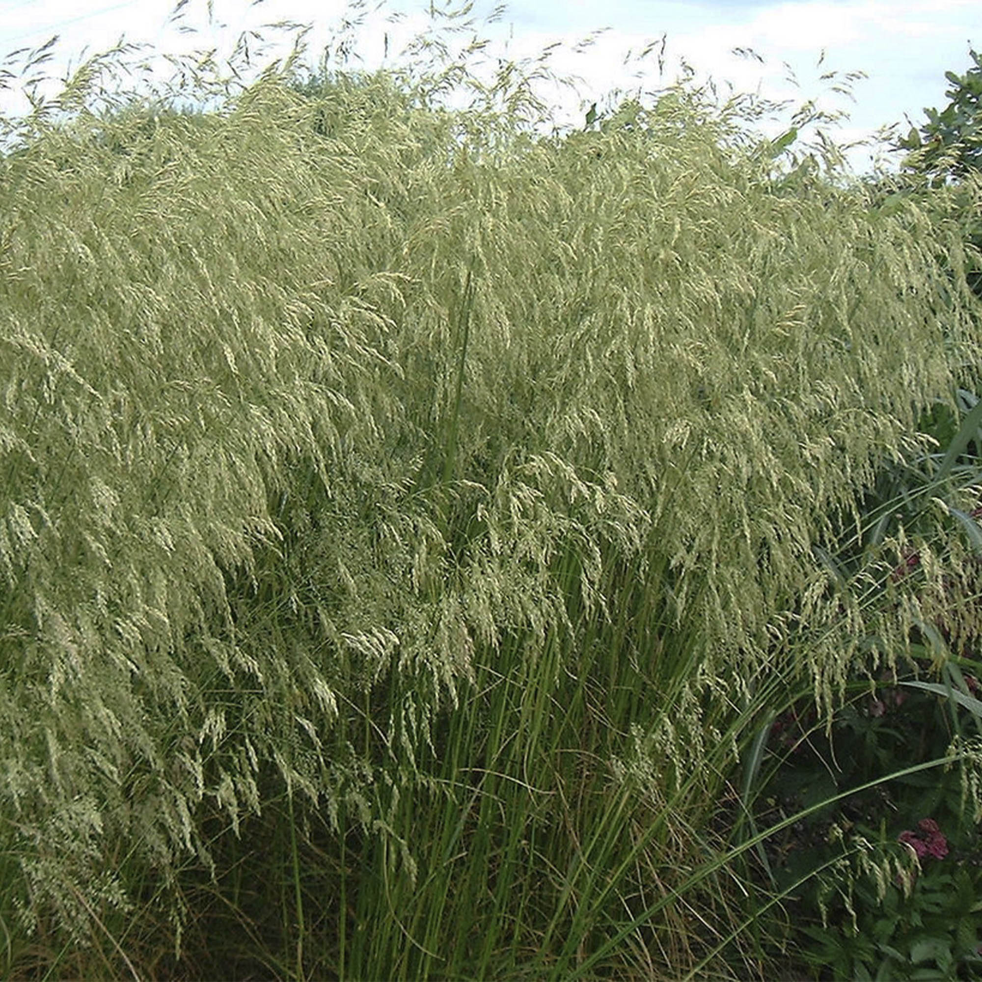 DESCHAMPSIA