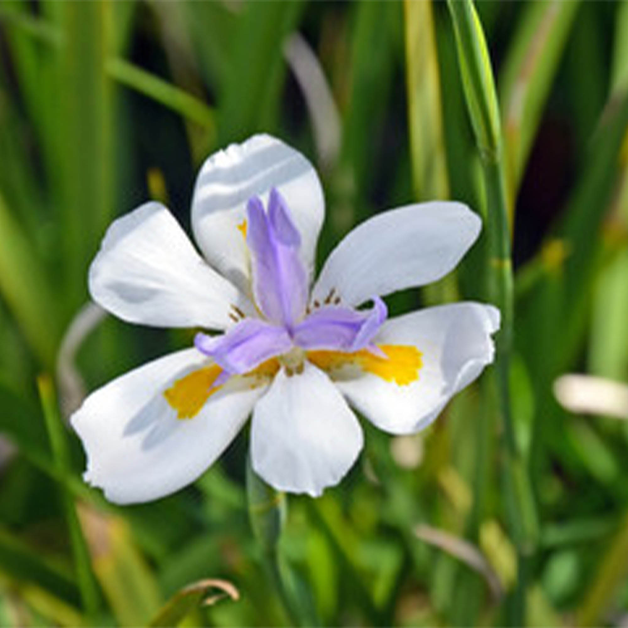 DIETES