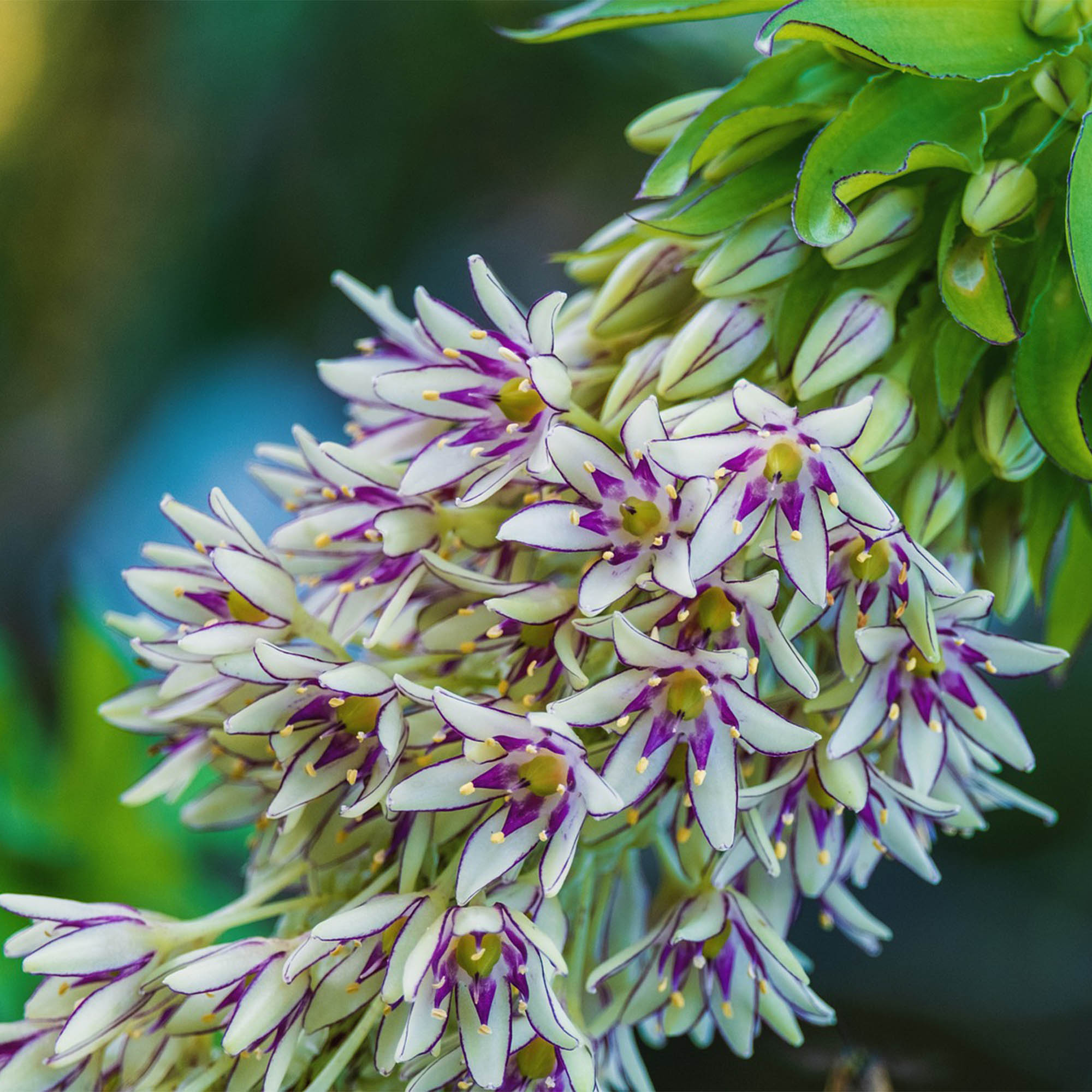 EUCOMIS