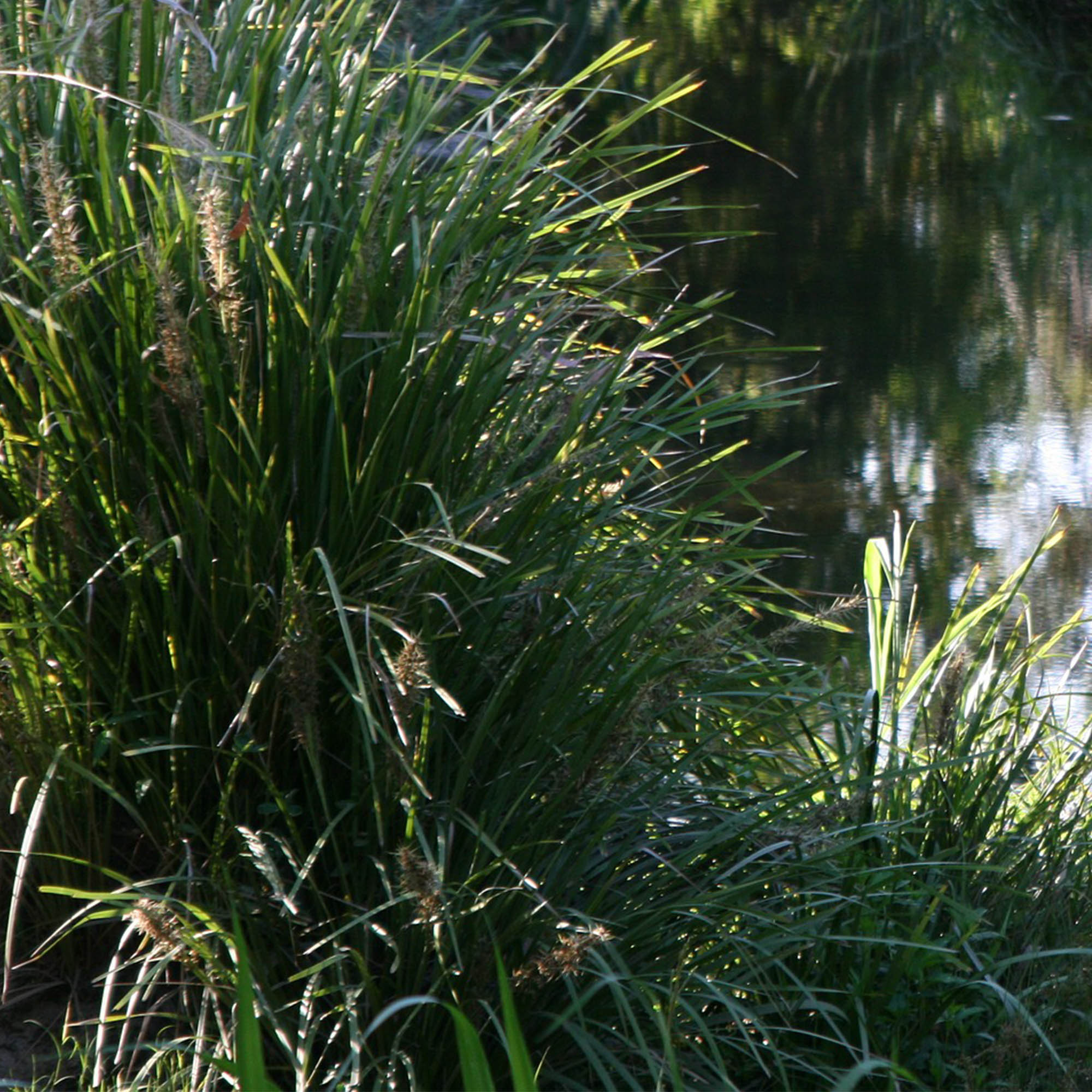 LOMANDRA