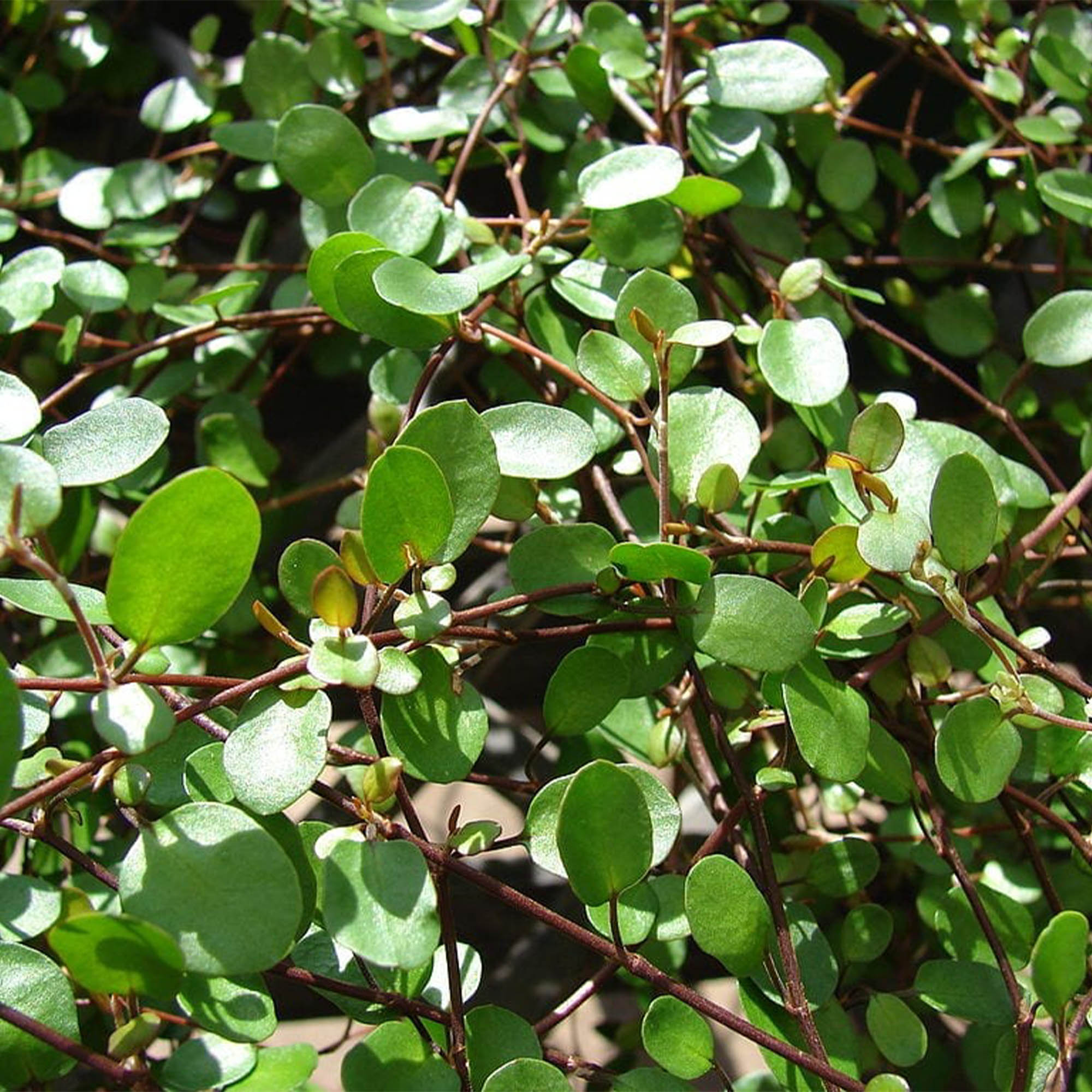 MUEHLENBECKIA