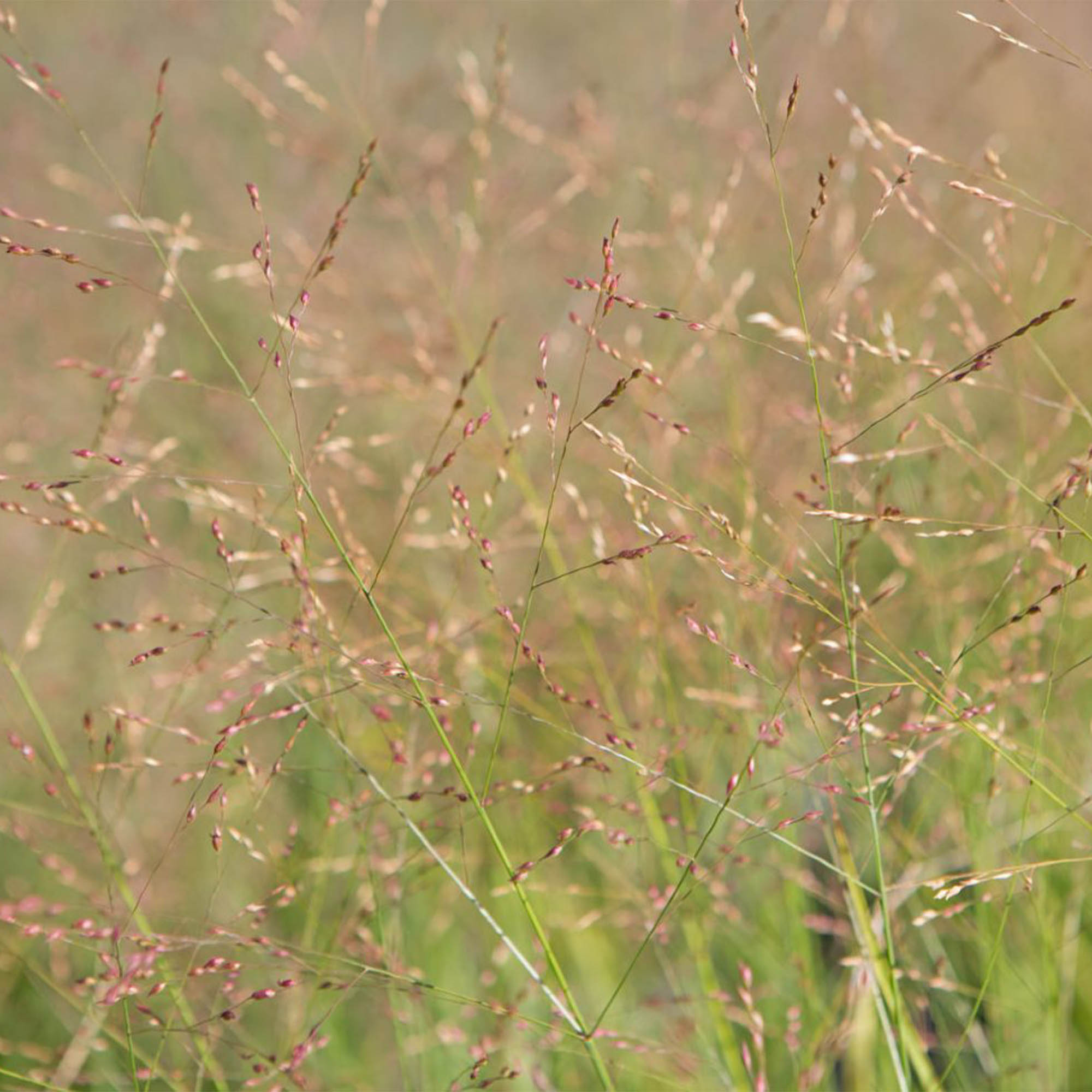 PANICUM