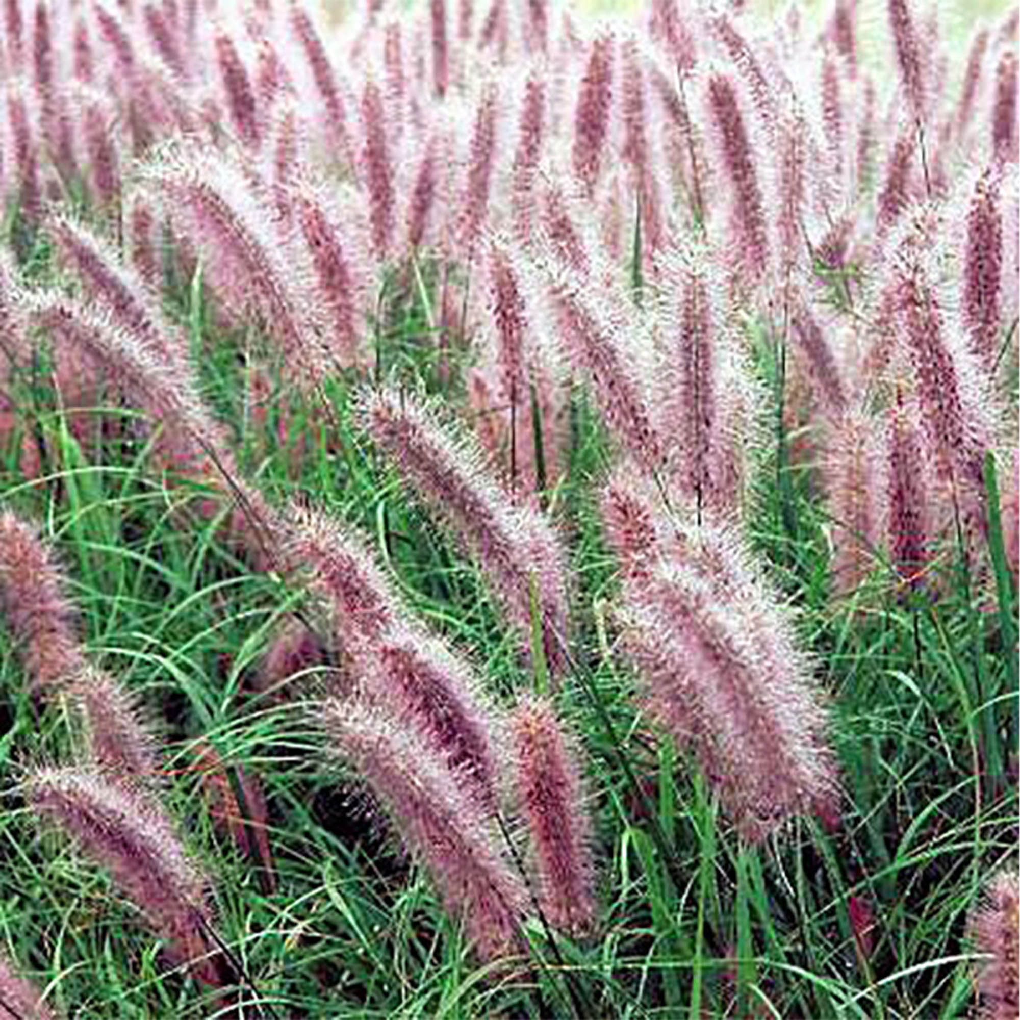 PENNISETUM