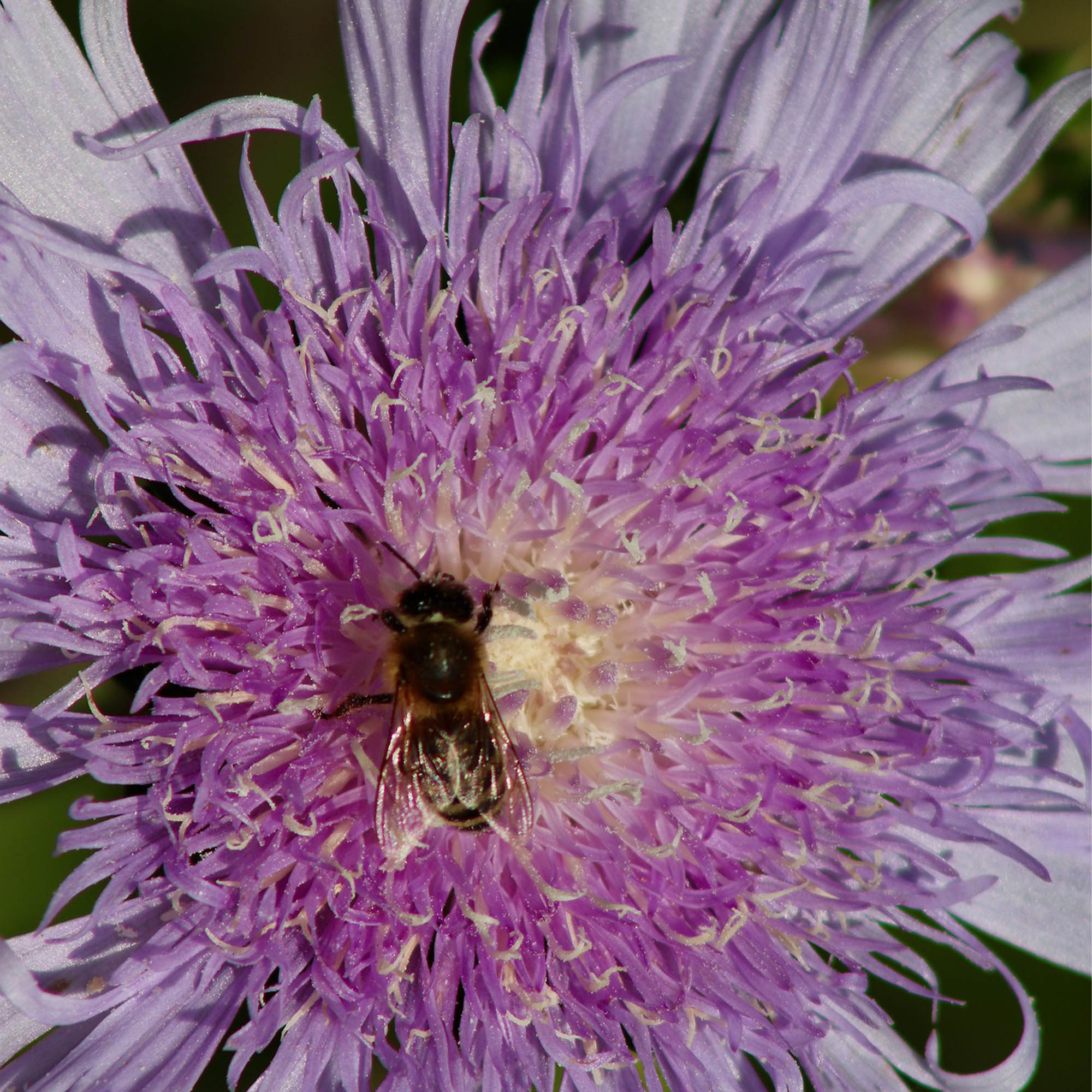 STOKESIA