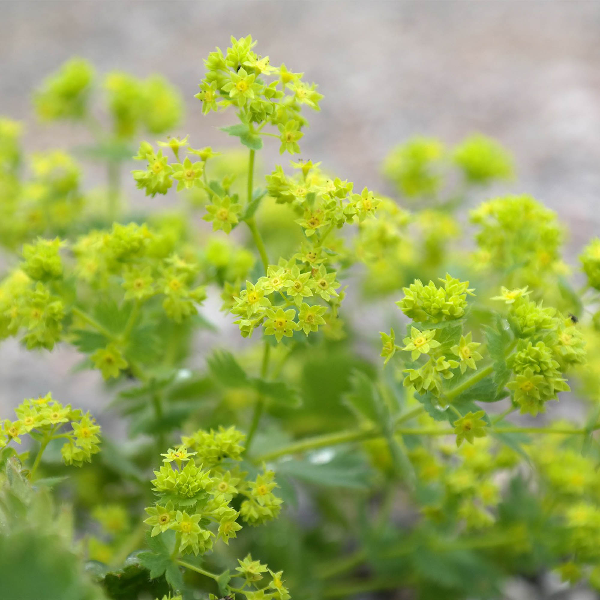 ALCHEMILLA 