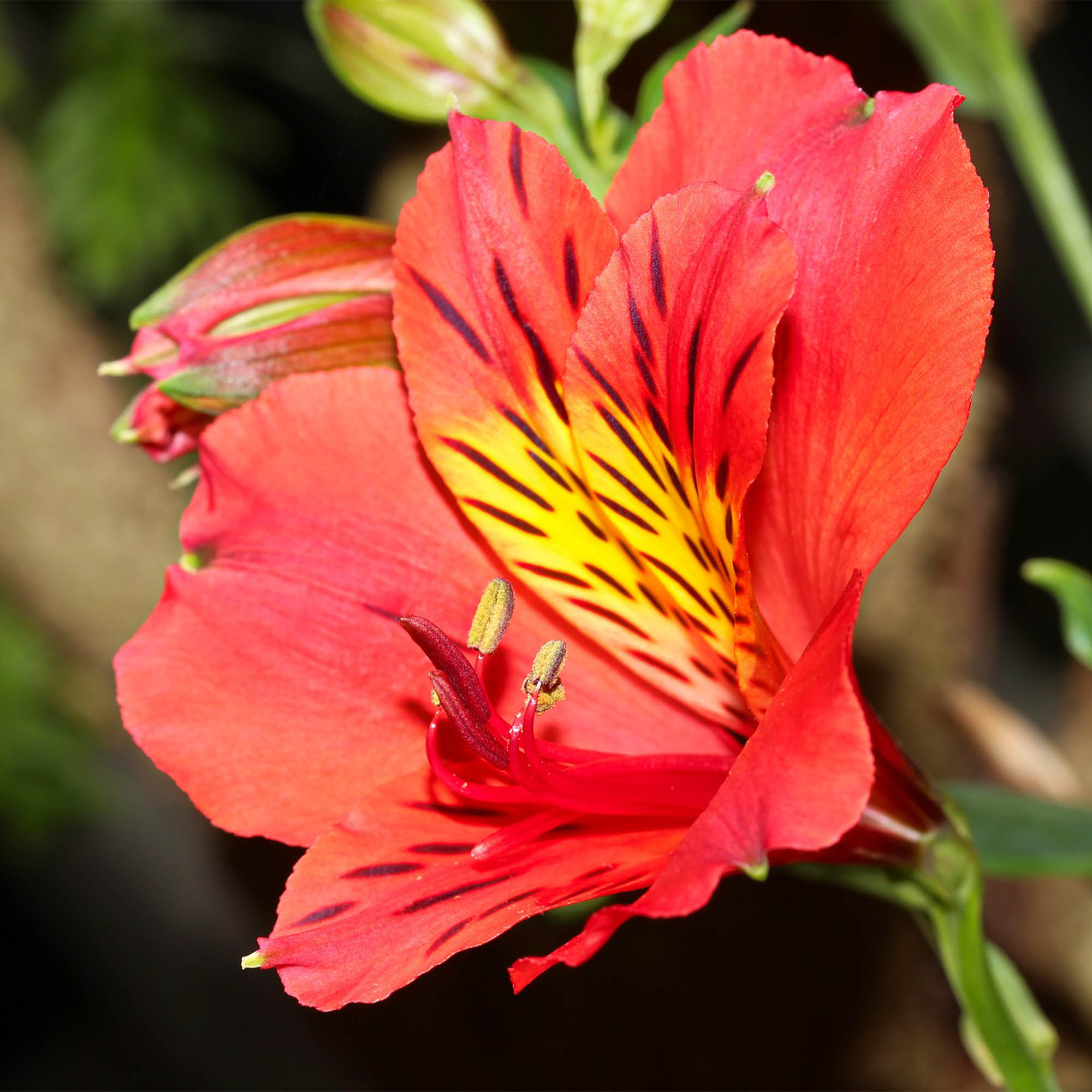 ALSTROEMERIA