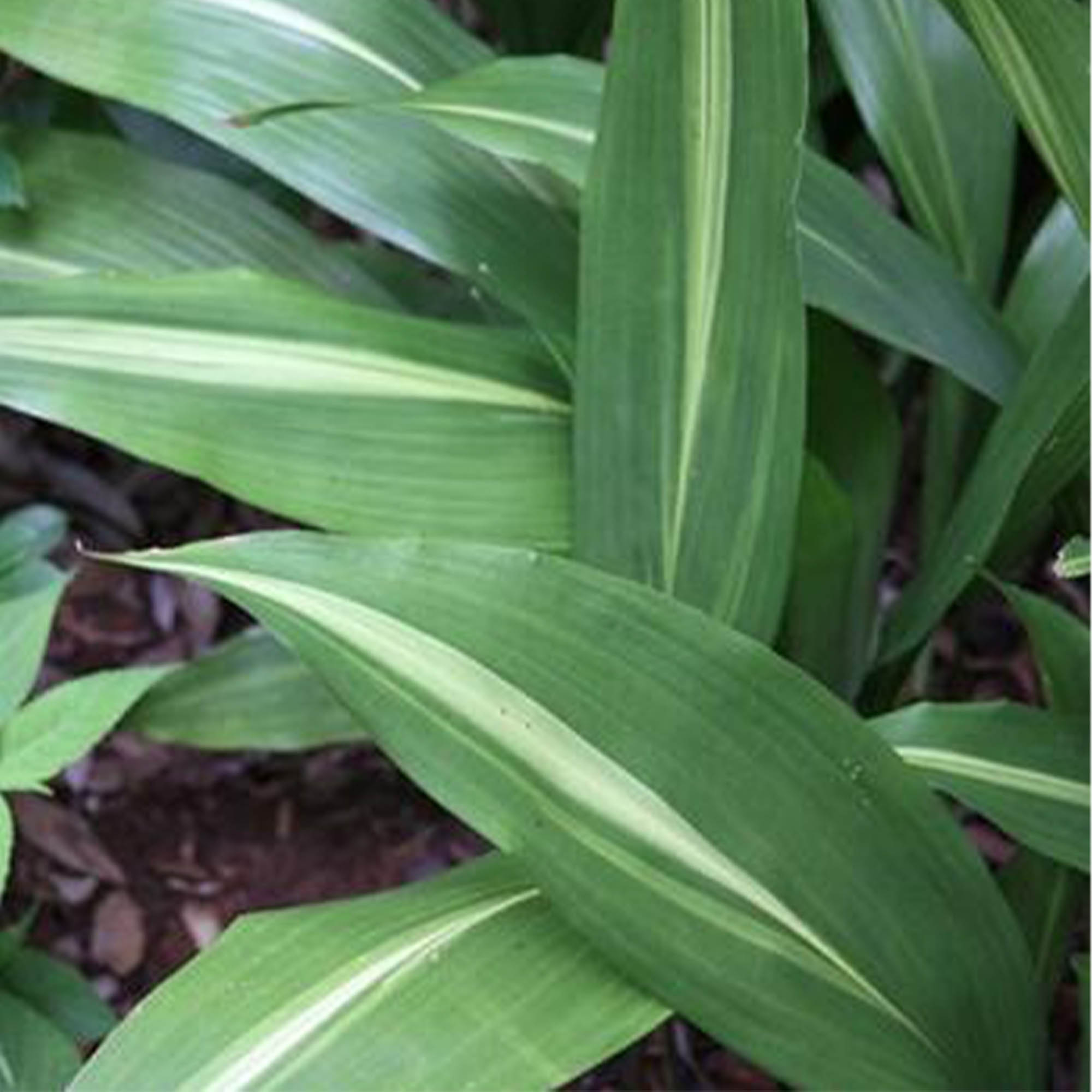 ASPIDISTRA