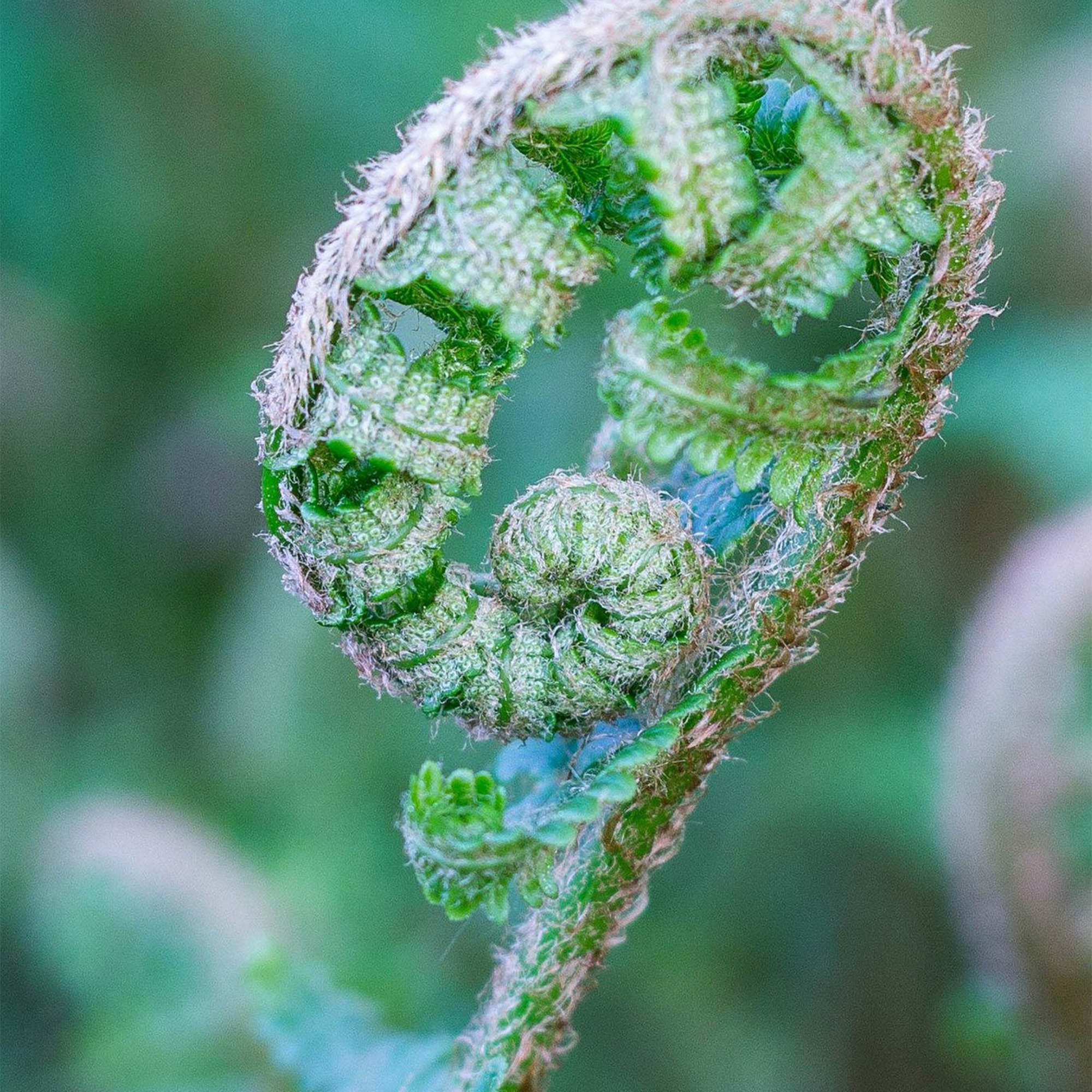 ATHYRIUM