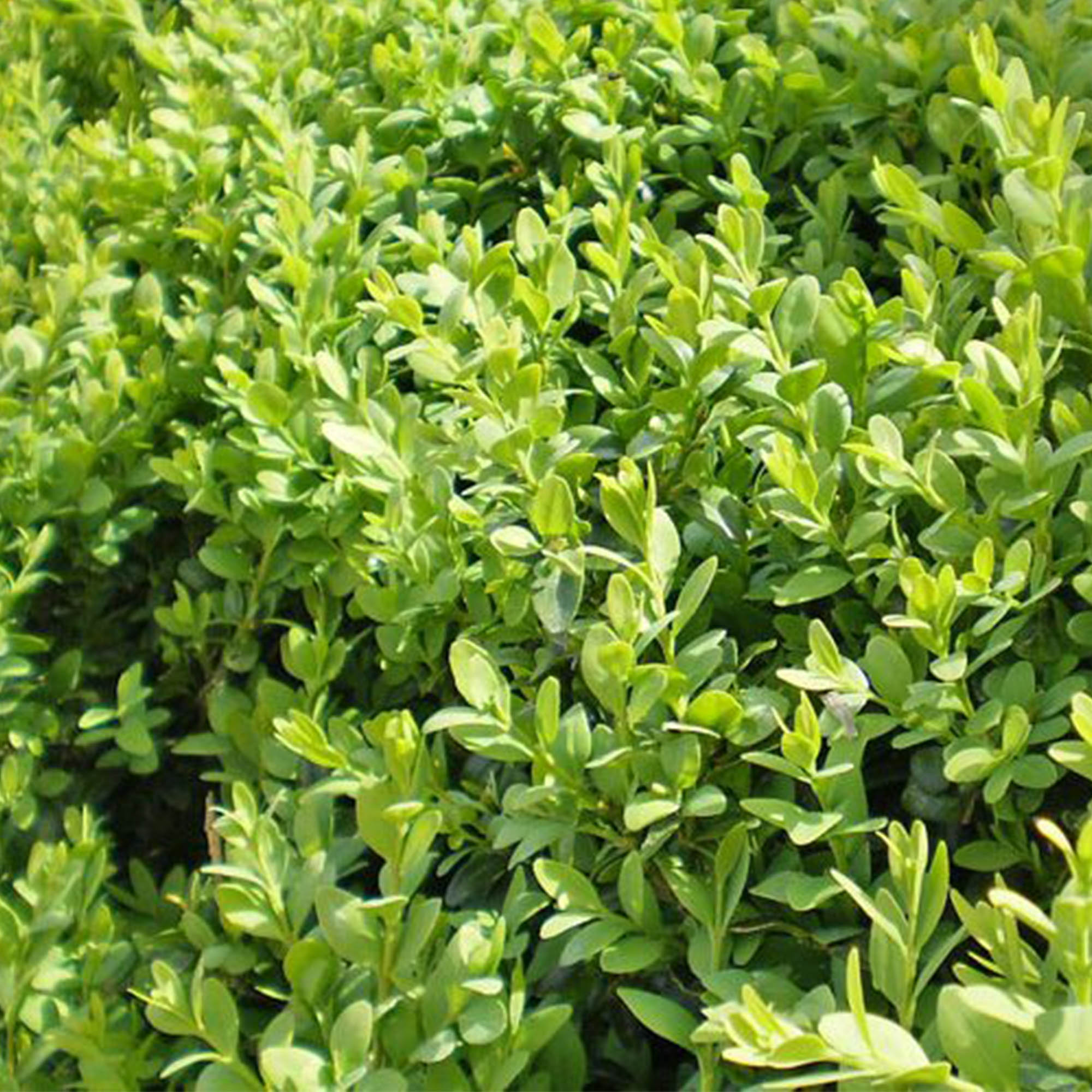BUXUS