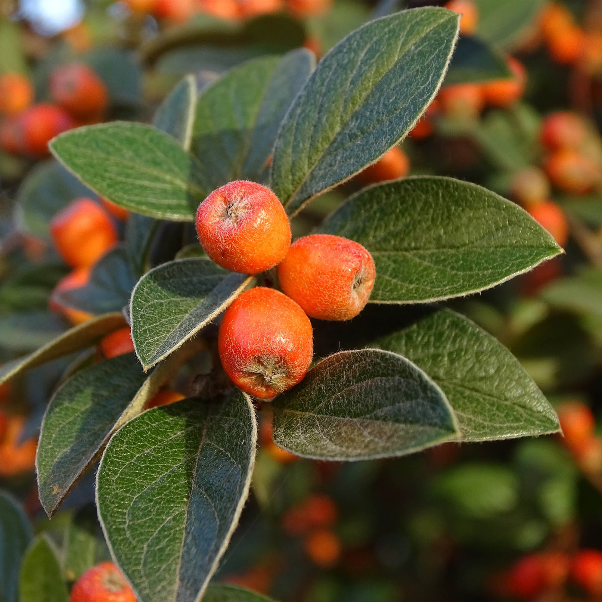 COTONEASTER