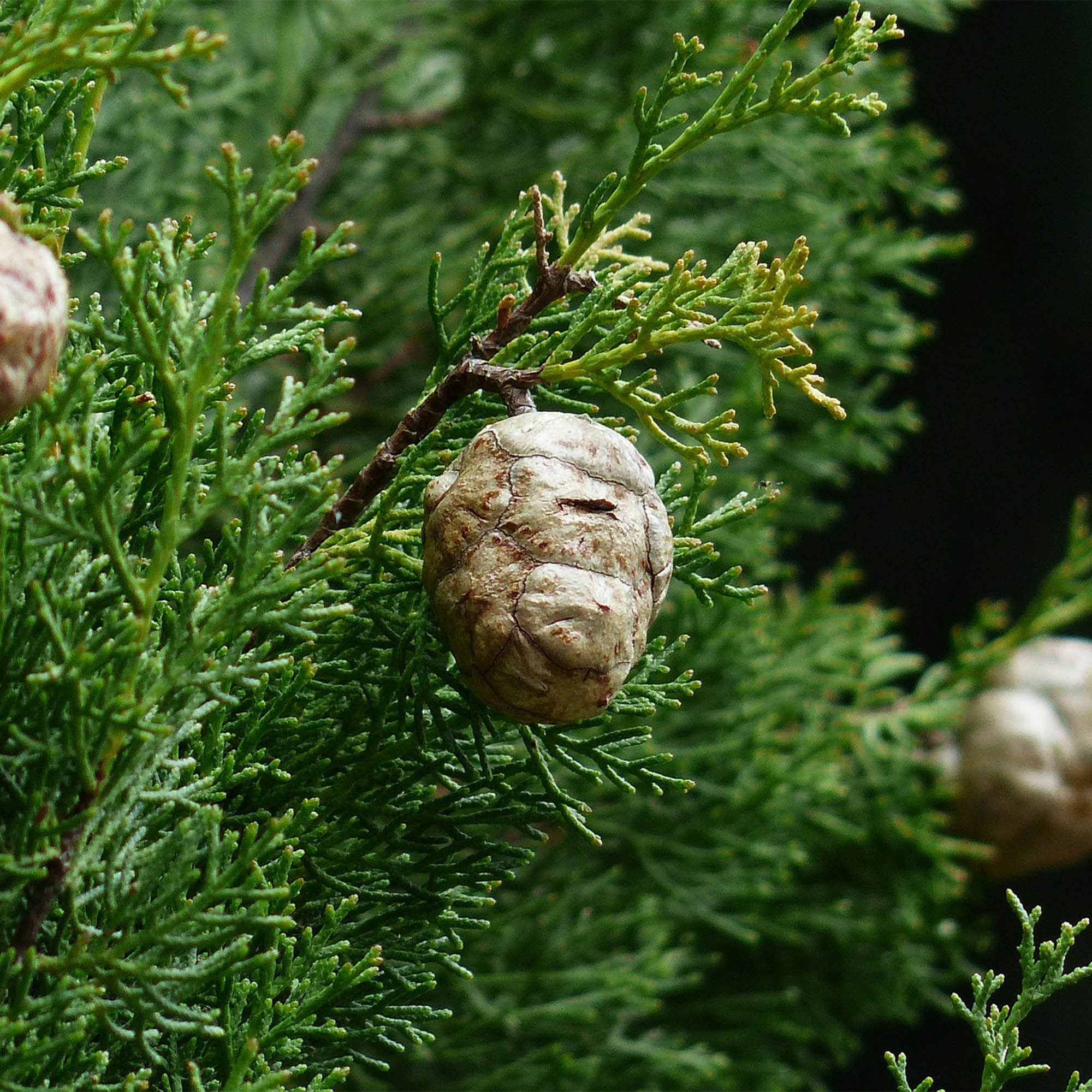 CUPRESSUS