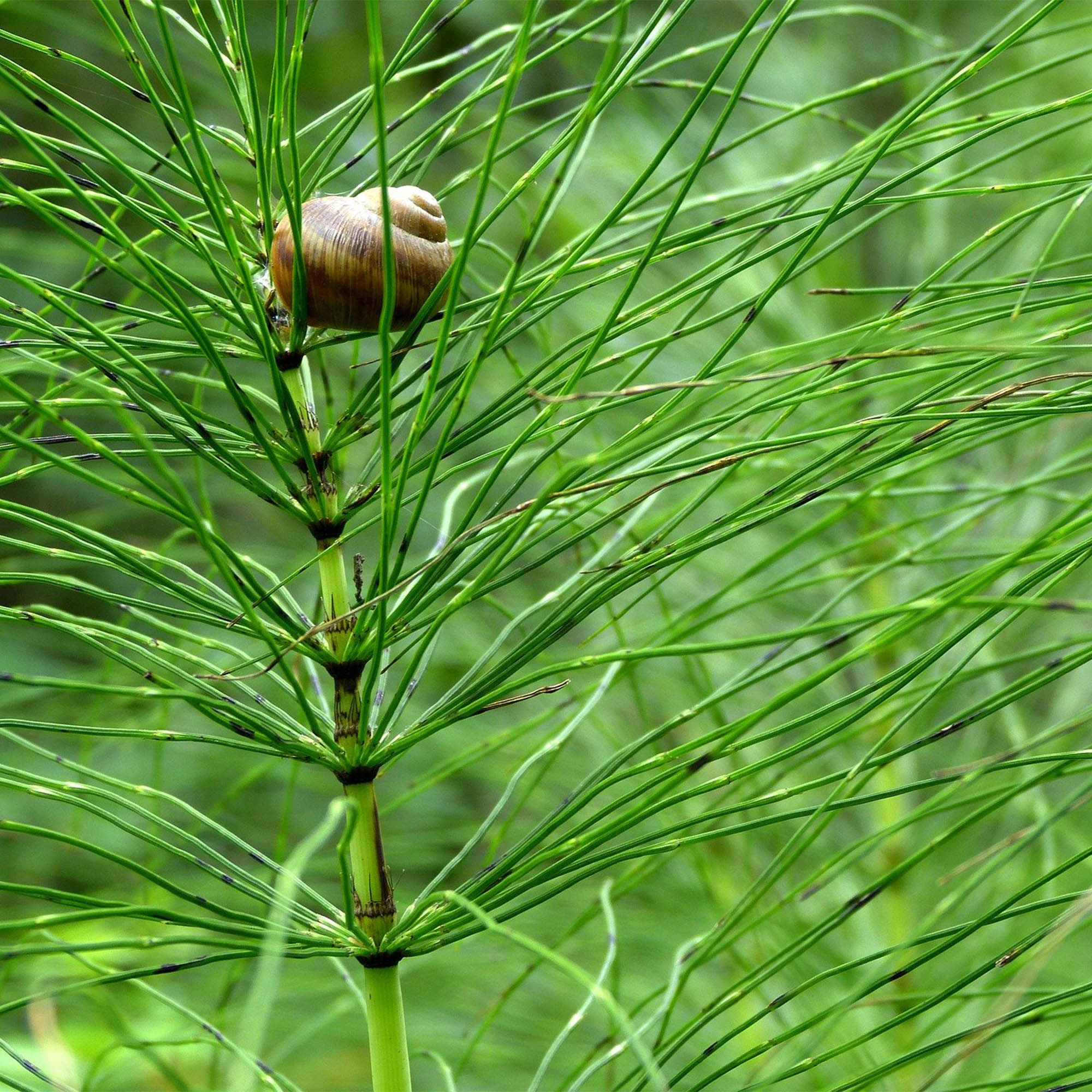 EQUISETUM