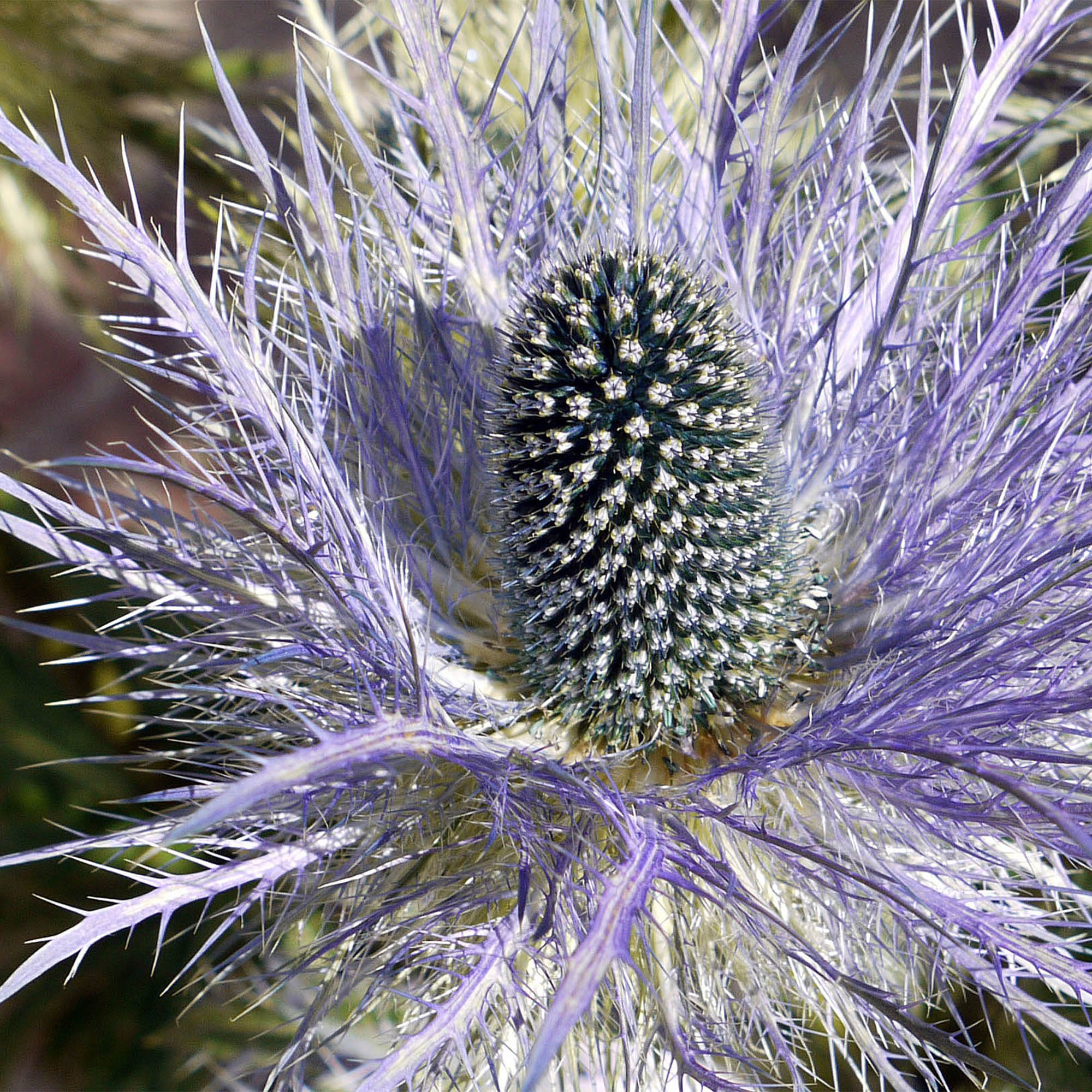 ERYNGIUM