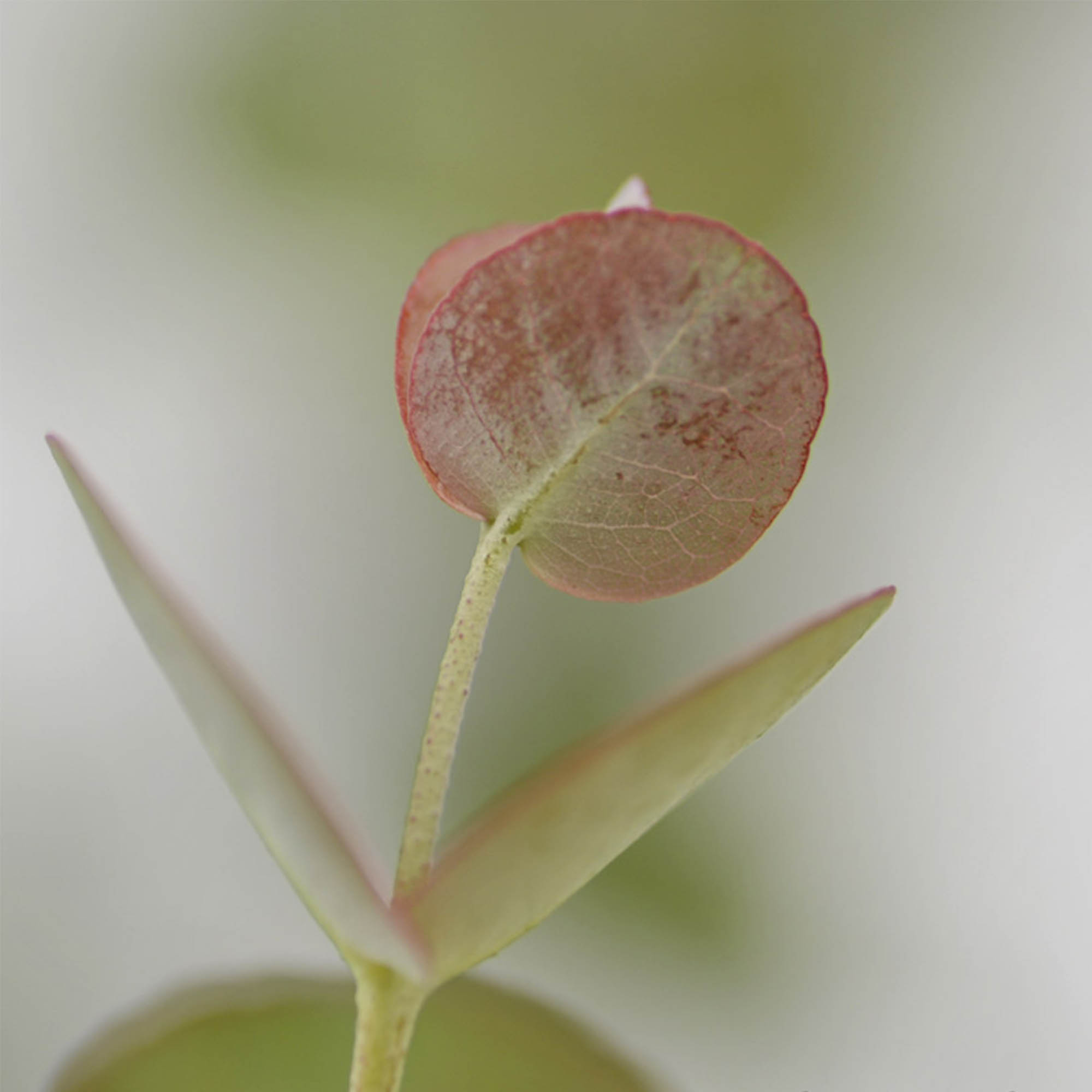 EUCALYPTUS