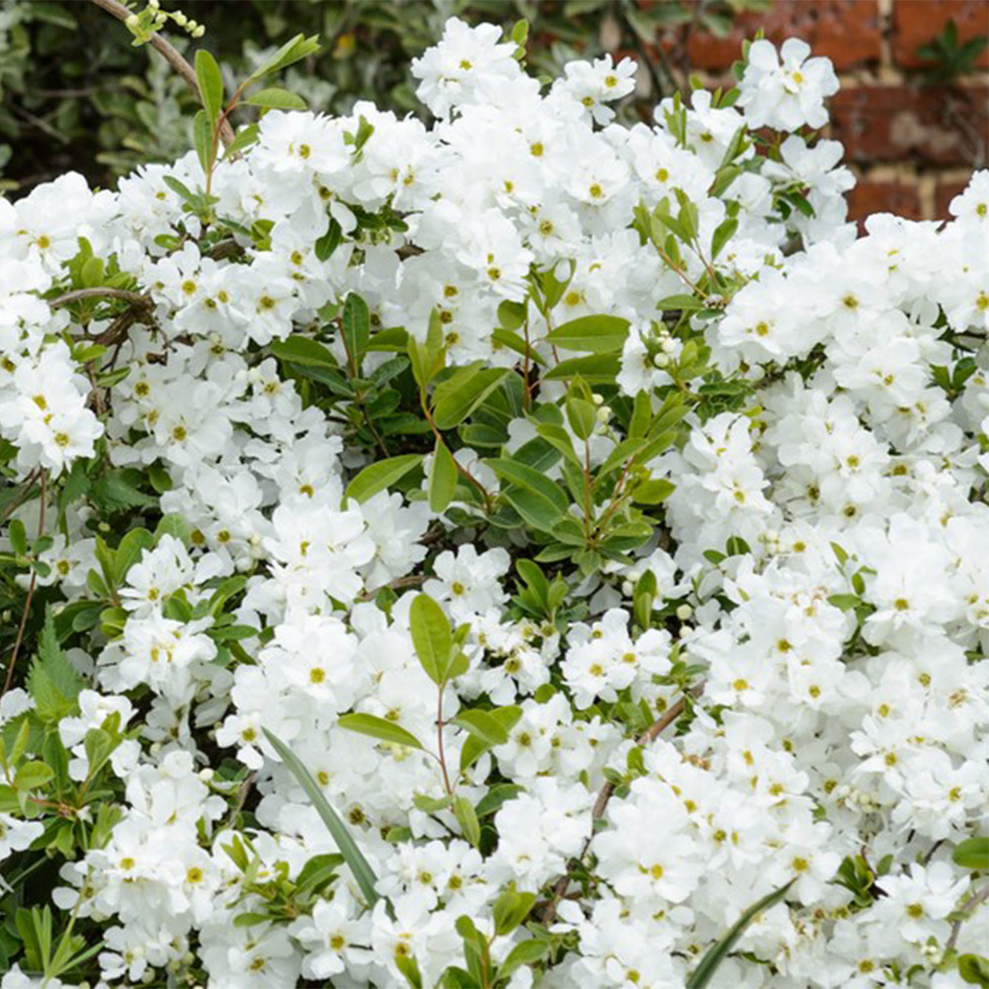 EXOCHORDA