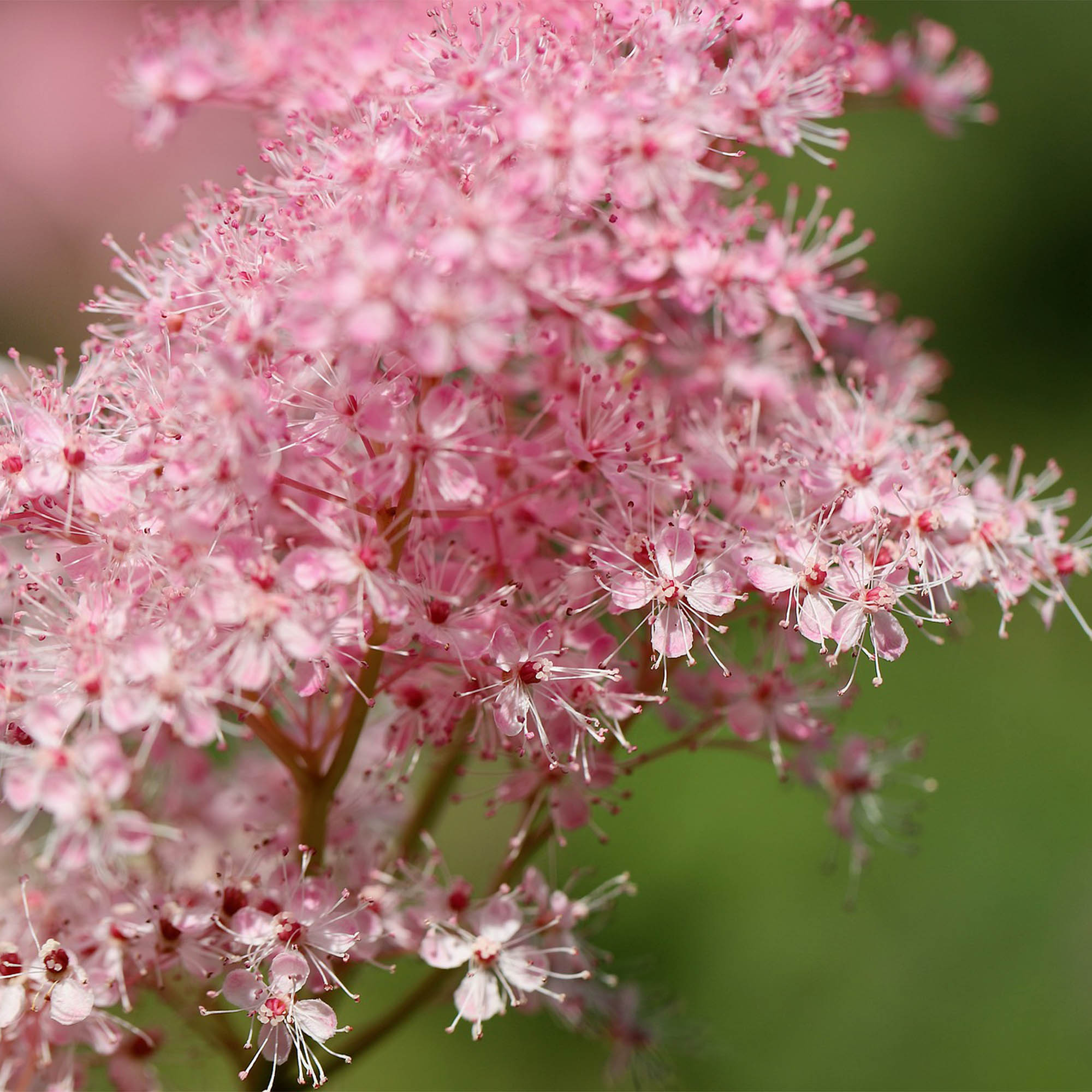 FILIPENDULA