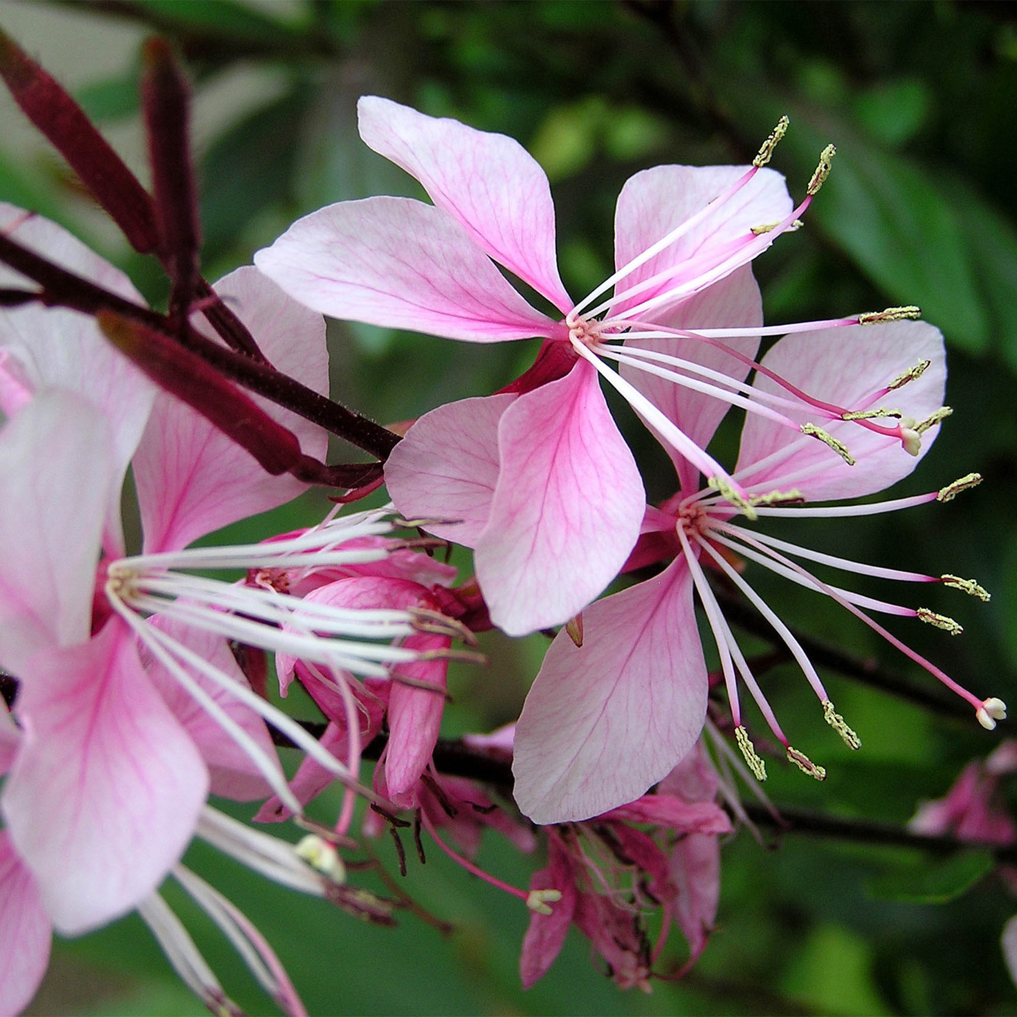 GAURA