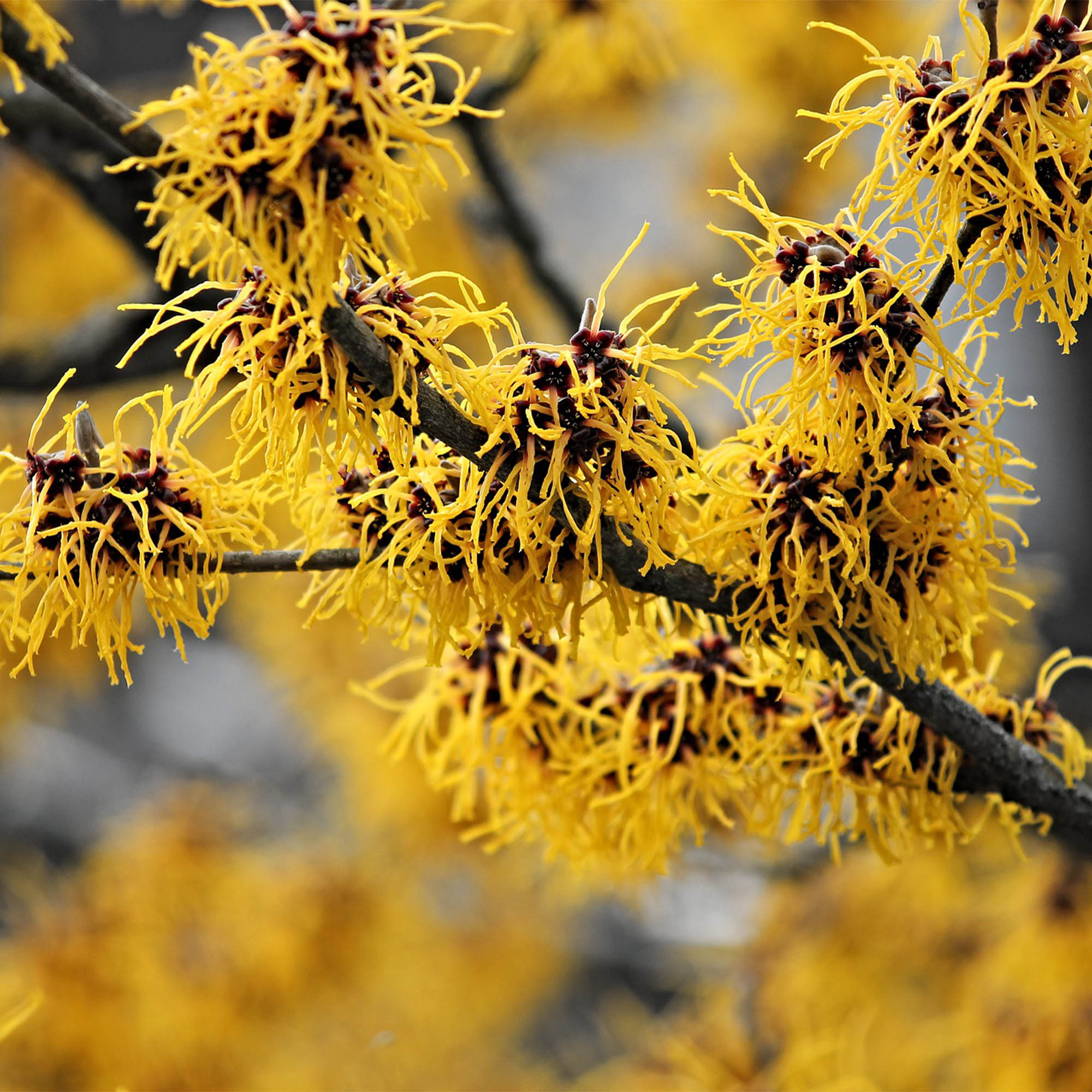 HAMAMELIS